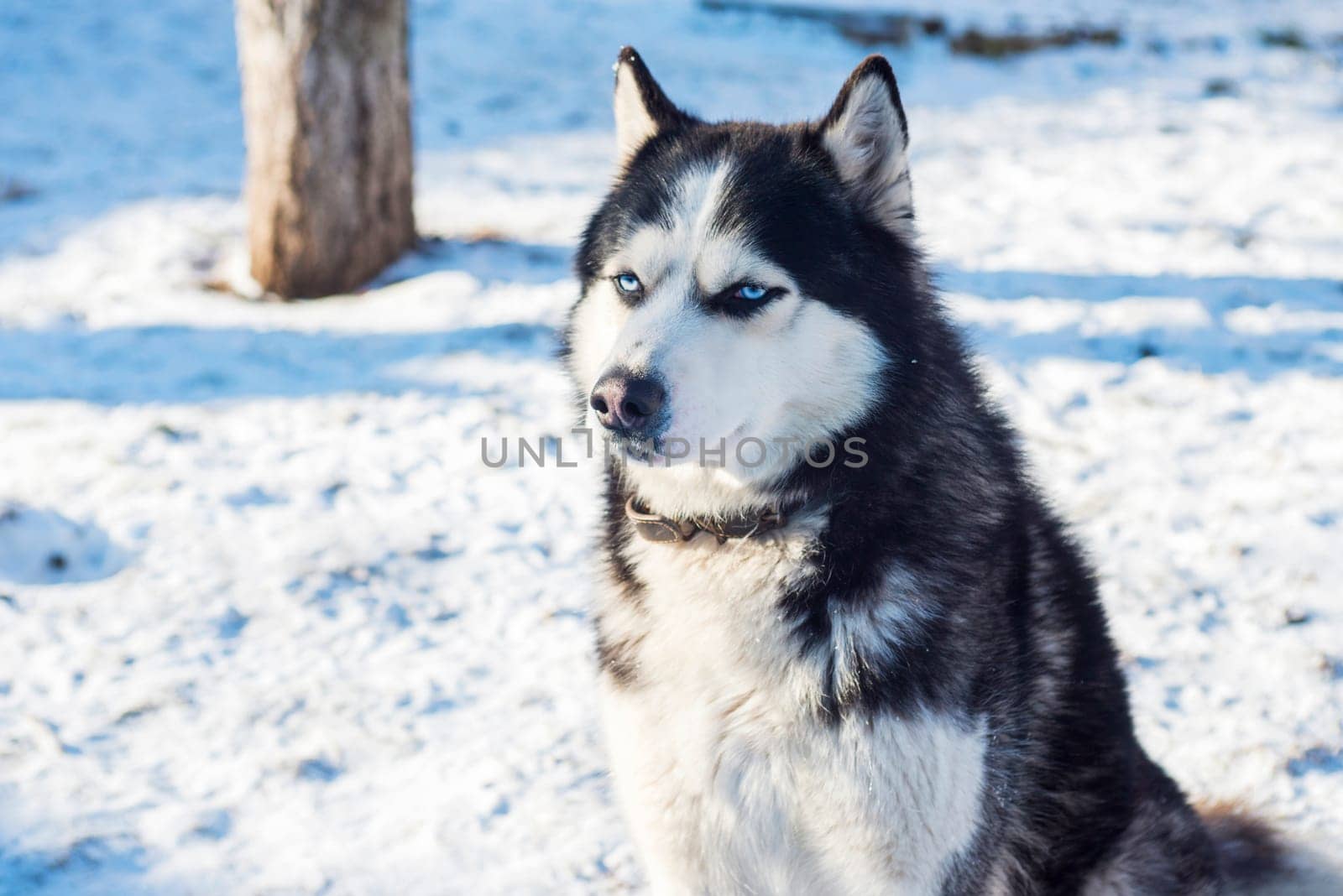 Muzzle of Siberian Husky dog on snow background on bright sunny day. Siberian Husky dog black and white colour with blue eyes.