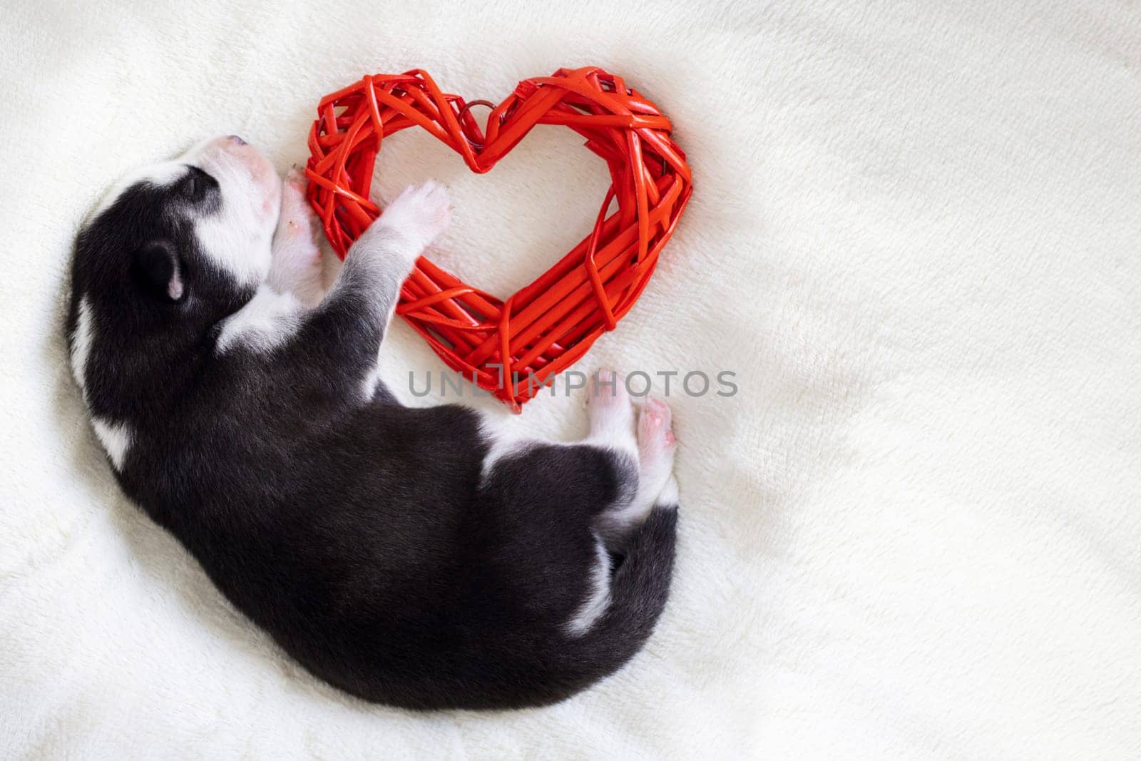 Siberian Husky puppy sleeps on a white blanket and hugs toy heart.