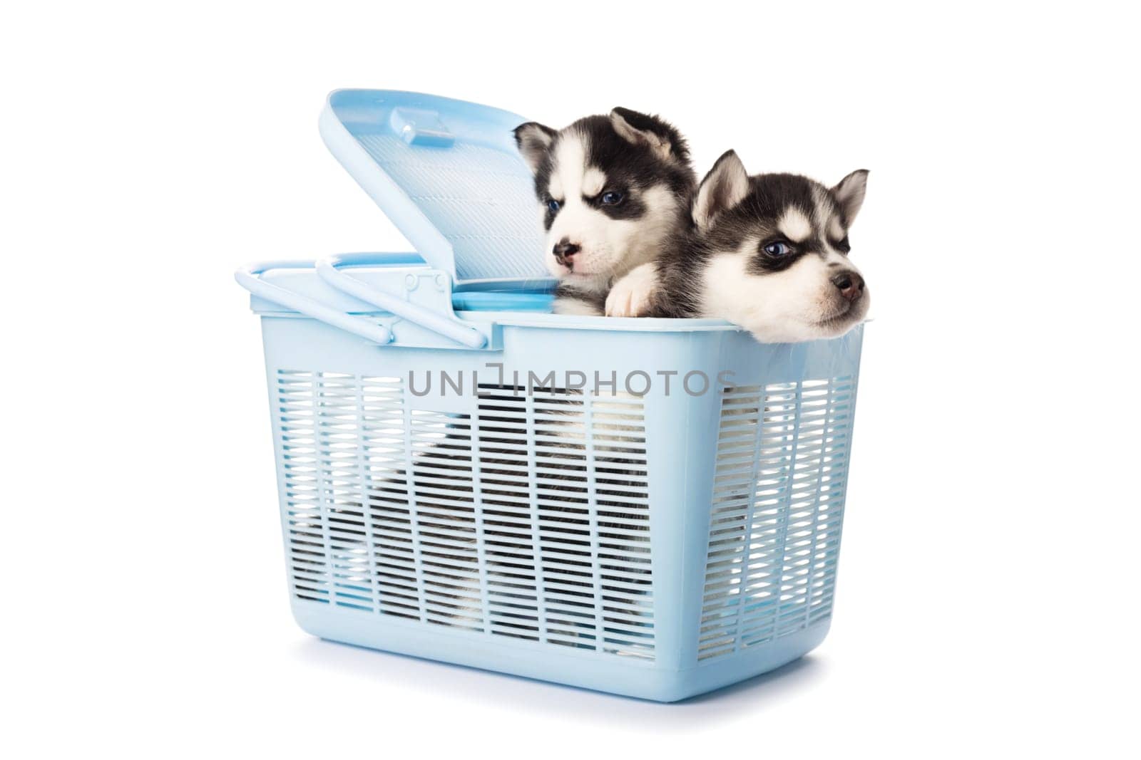 Purebred Siberian Husky puppy in a blue carry case for animals isolated on white background.