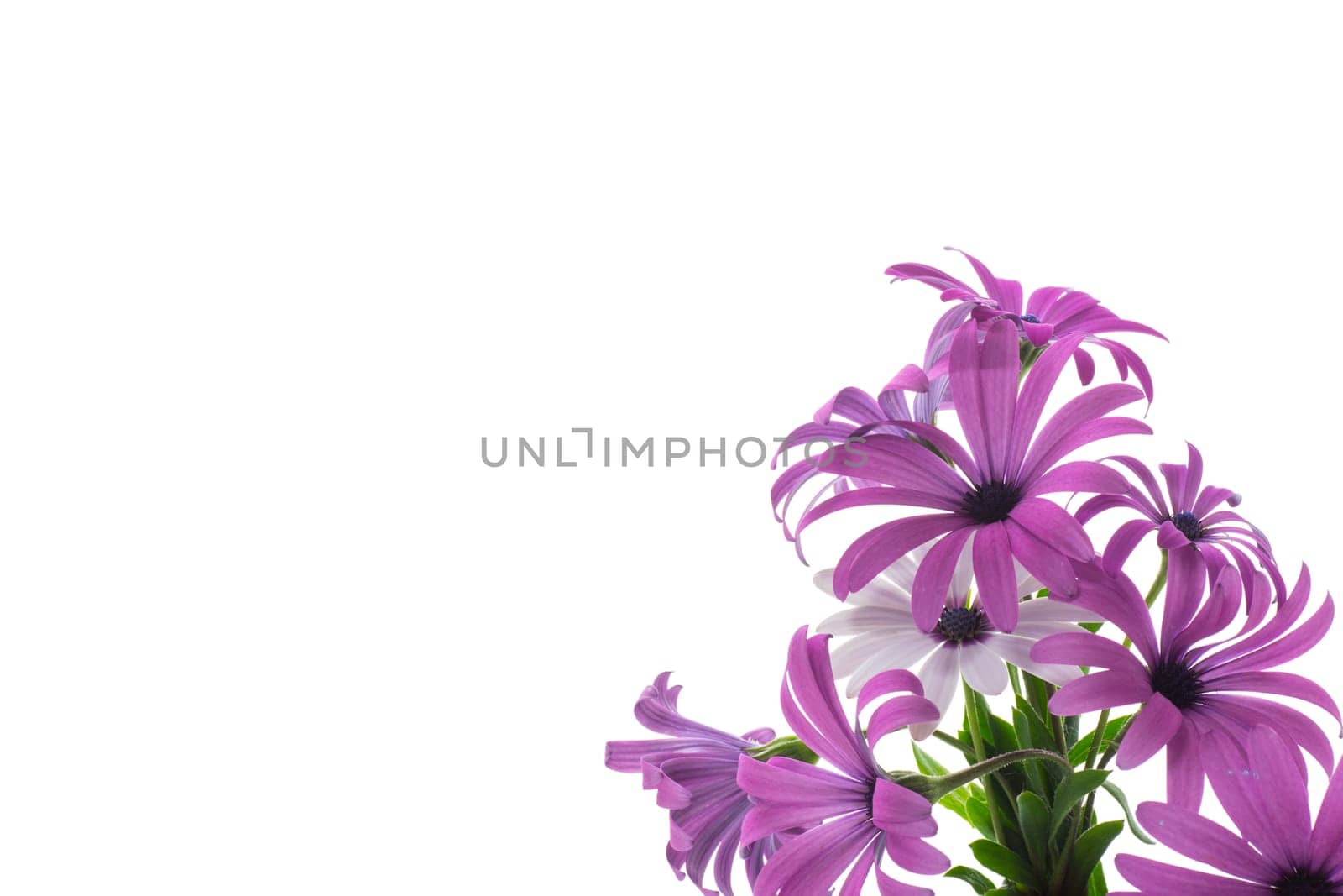 Beautiful white and purple Osteospermum flowers, isolated on white background