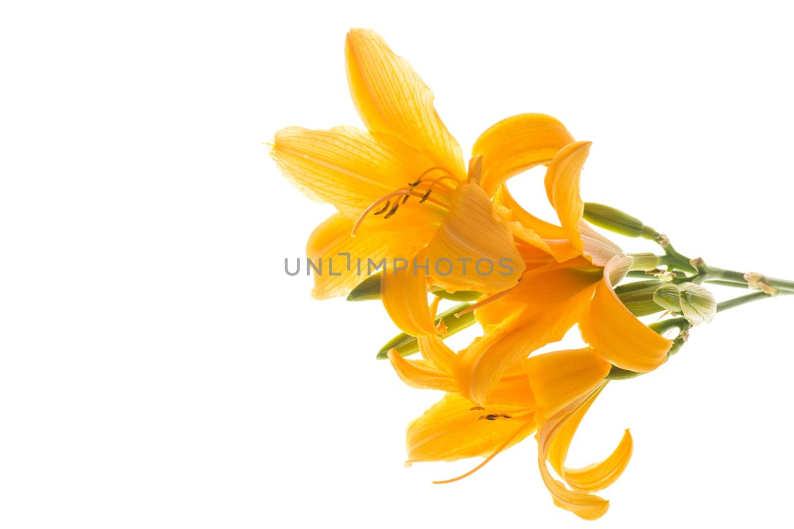 bouquet of beautiful yellow lilies, isolated on white background.