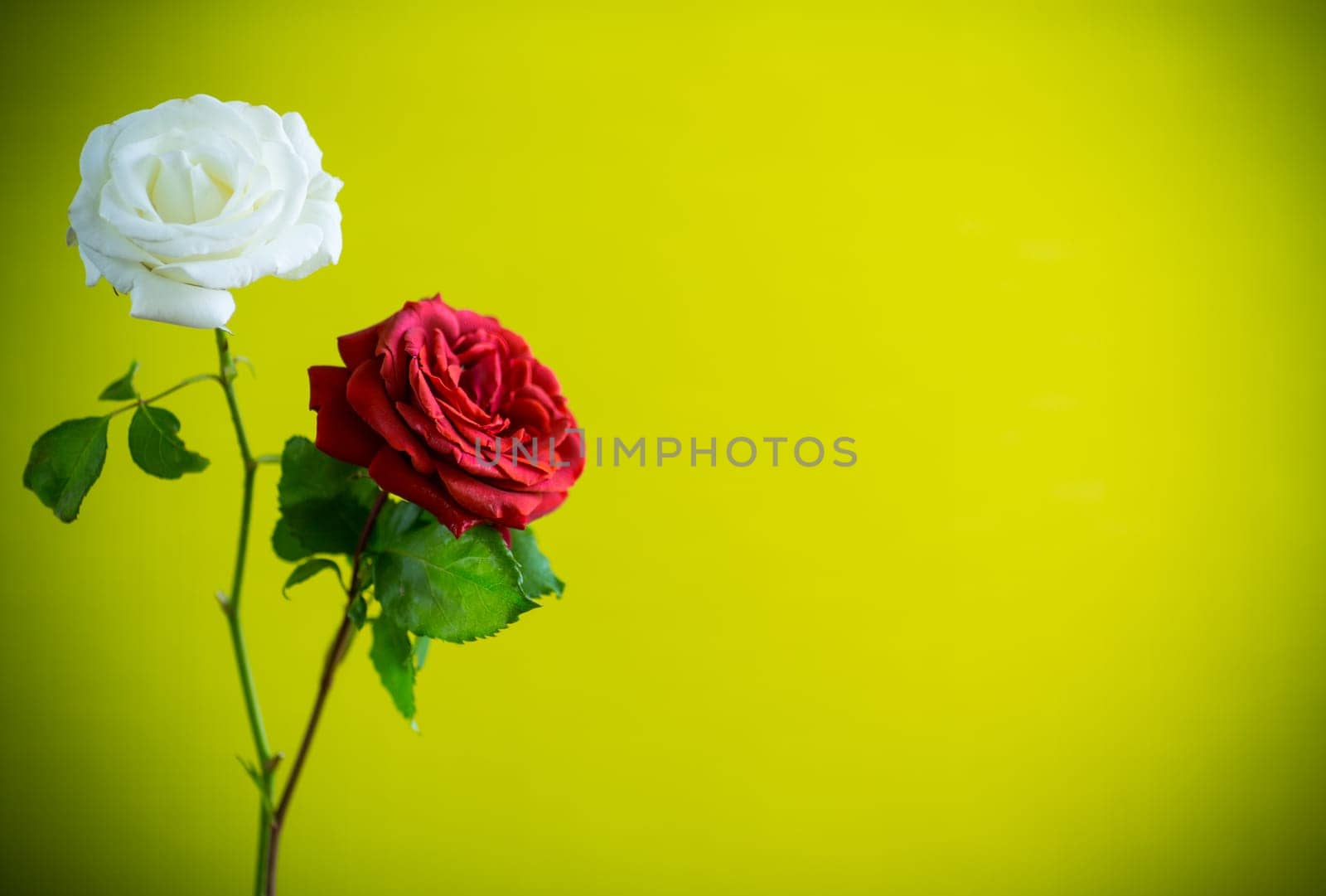 Beautiful blooming red and white rose flowers isolated on green background.
