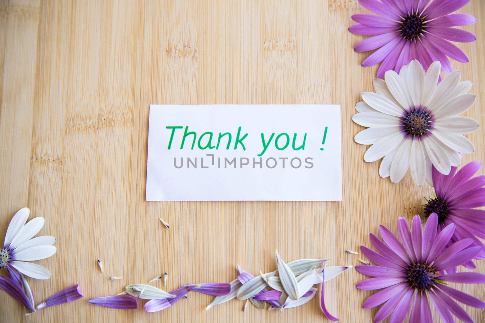 Beautiful white and purple Osteospermum flowers on a wooden background