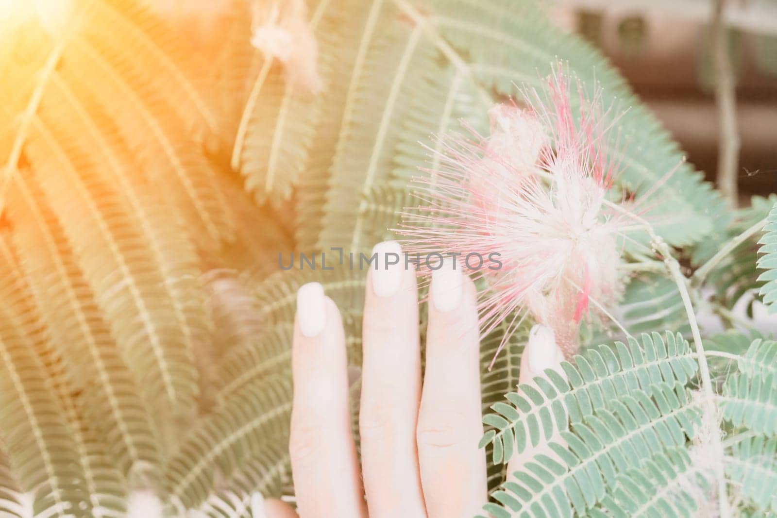 Pink flowers on blooming Albizia julibrissin plant. Pink bloom Persian silk tree, close up. Flowering tree branches of Albizia julibrissin, Persian silk tree family Fabaceae native to Asia. by panophotograph