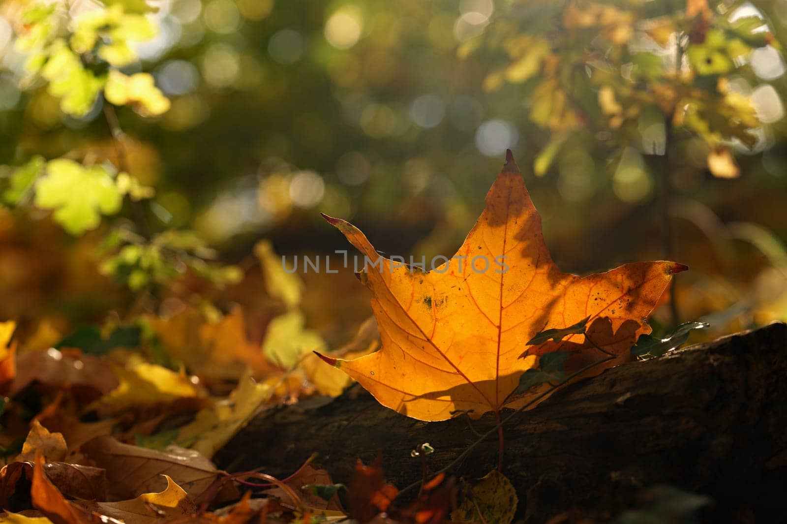 Beautiful colourful autumn leaves of trees. Nature with forest and colourful trees in autumn season. Concept for the season and the environment.  by Montypeter