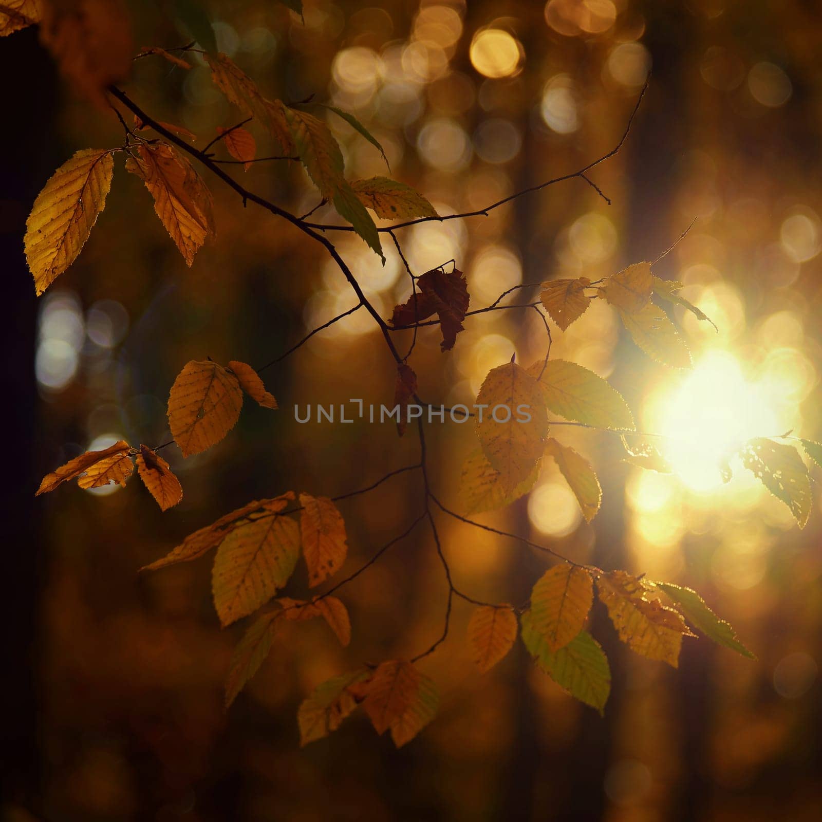 Beautiful colourful autumn leaves of trees. Nature with forest and colourful trees in autumn season. Concept for the season and the environment. 