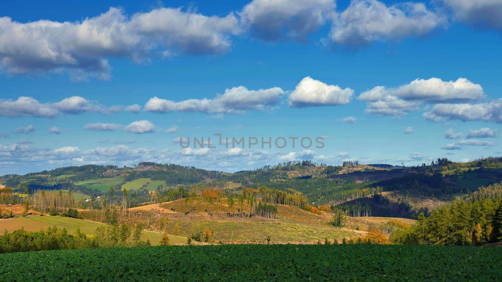 Beautiful colourful autumn landscape. Nature with forest and colourful trees in autumn. Concept for the season and the environment.  by Montypeter