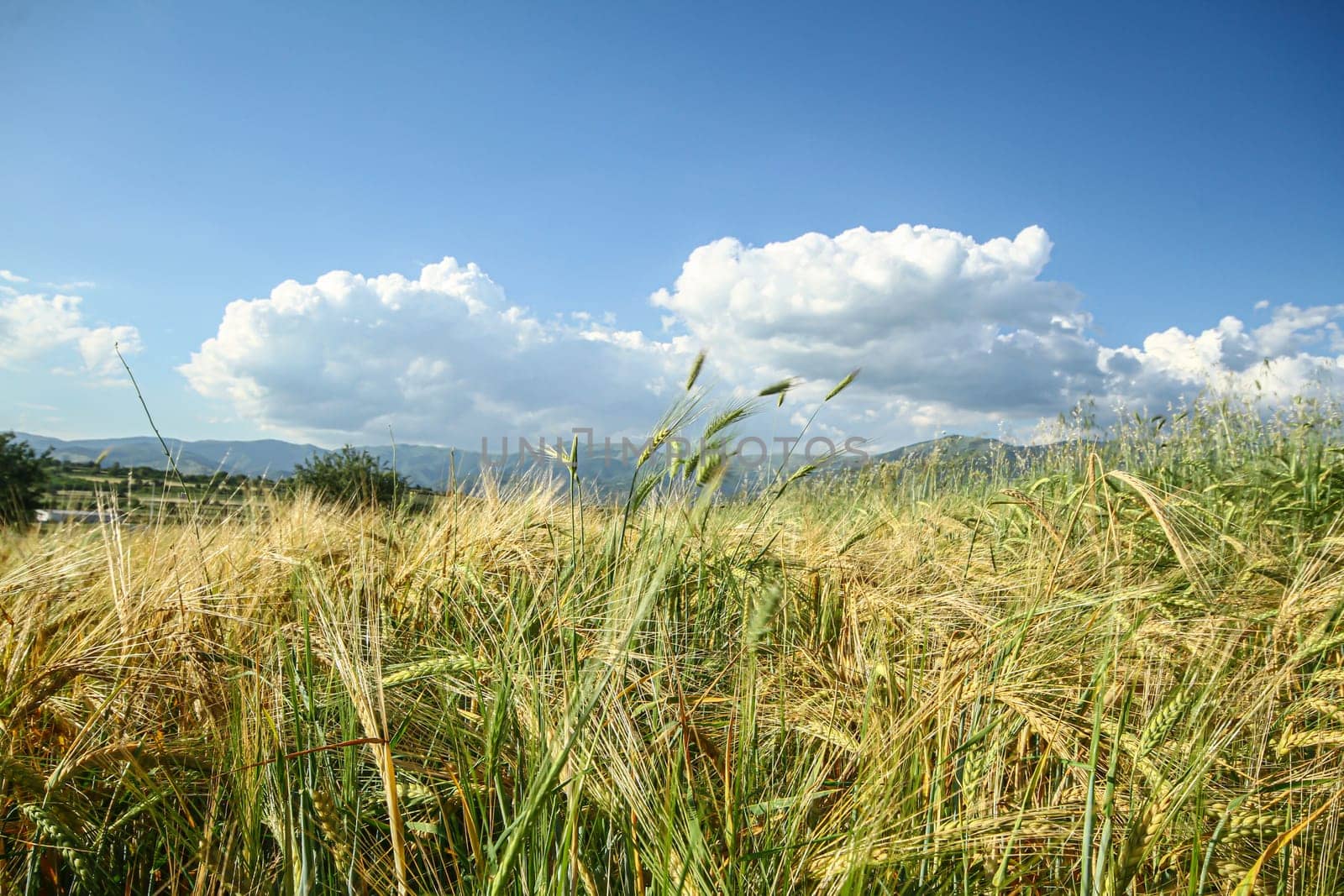 tall green grass on filed, close up