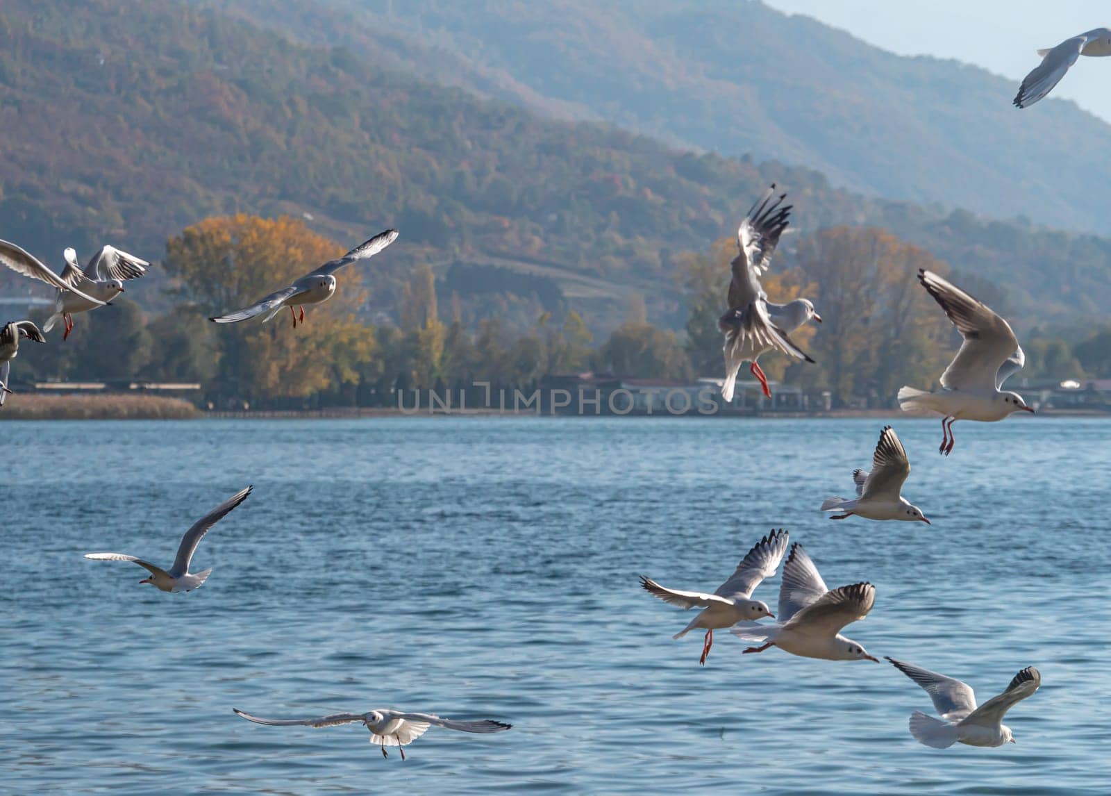 gulls fly over lake Ohrid by alex_nako