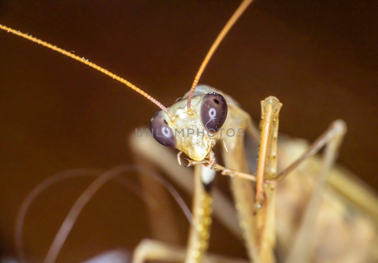 Macro of female european mantis by alex_nako