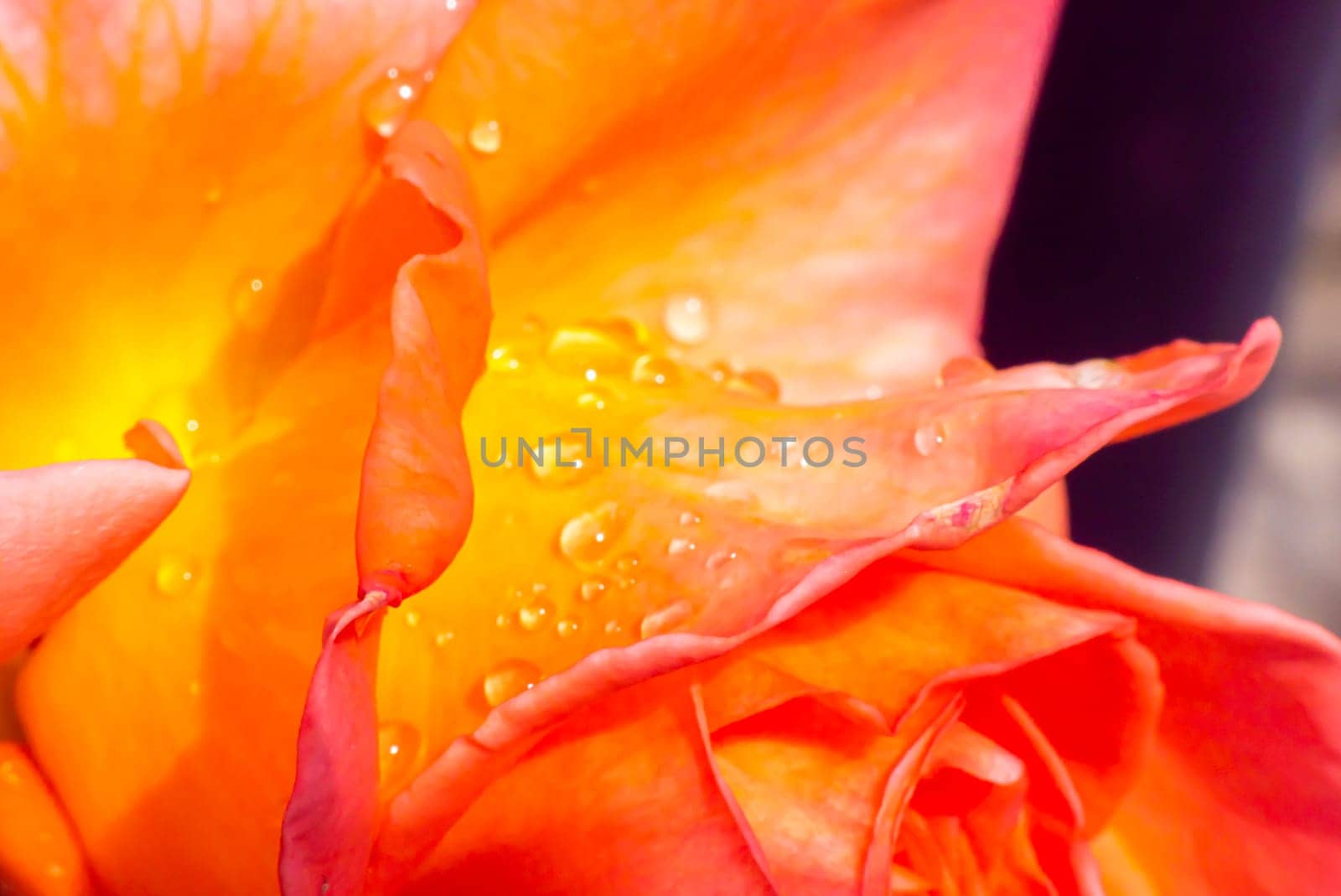 orange roses in the garden with raindrops close up