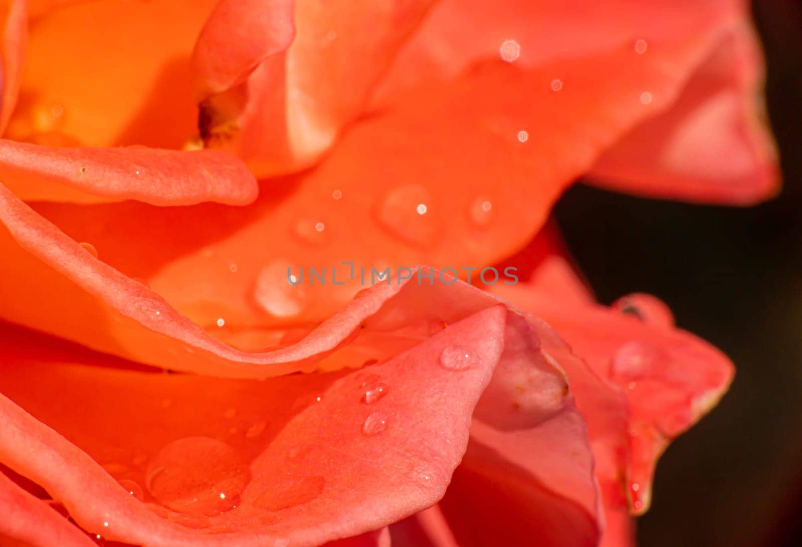 orange roses in the garden with raindrops close up