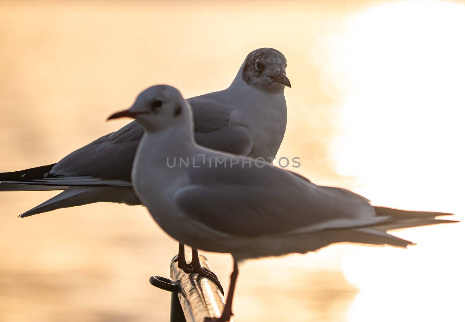 Bird Seagull Standing in sunset, lake sunset