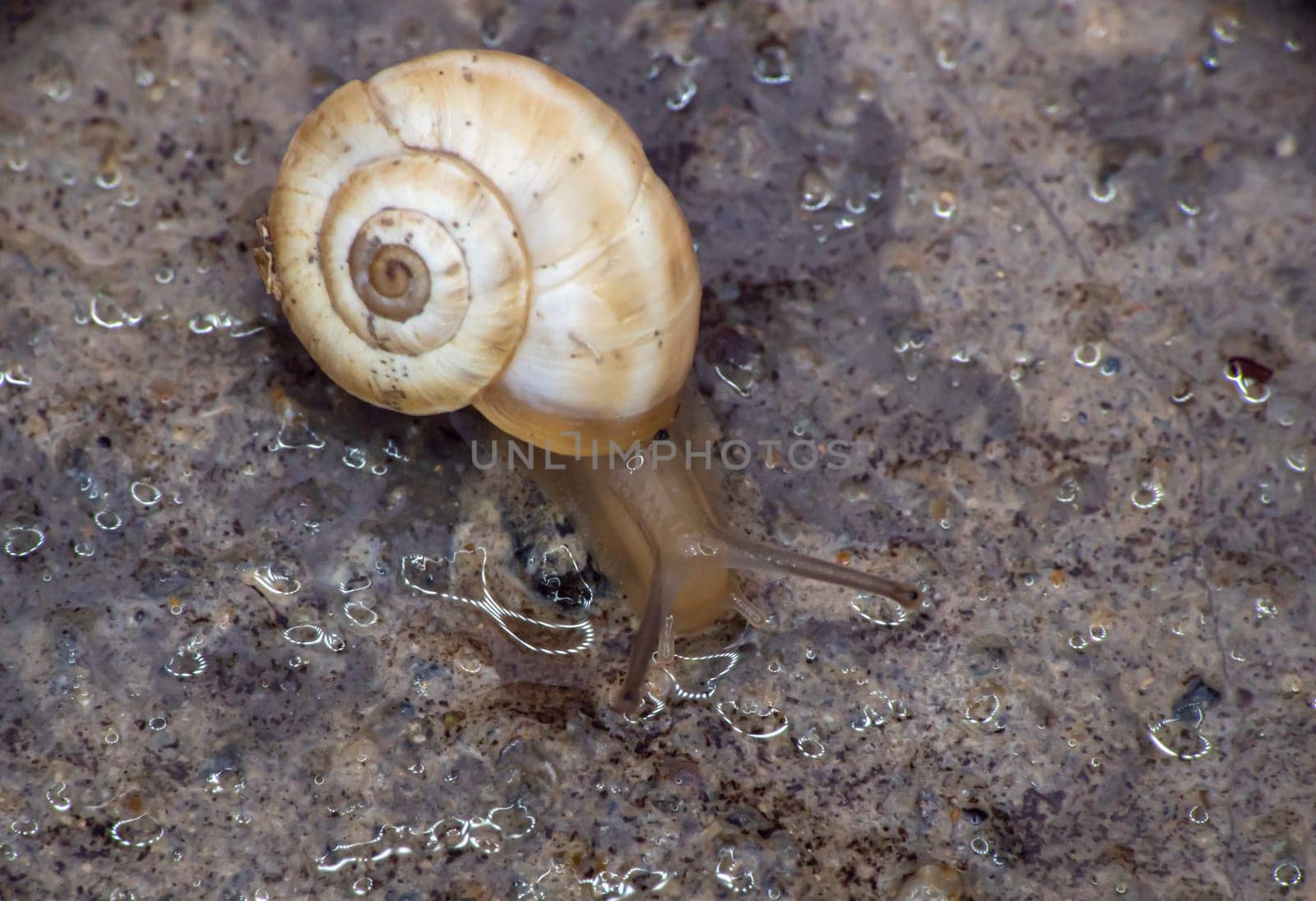 snail close up in the garden macro