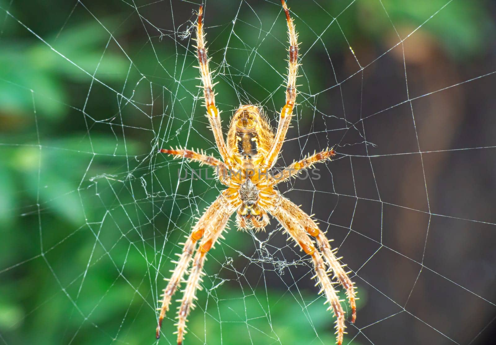 Spider On The Web macro by alex_nako