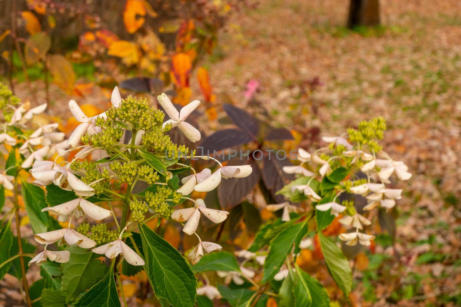 Blue sky with white clouds over the crown of a tree with red and yellow leaves. High quality photo