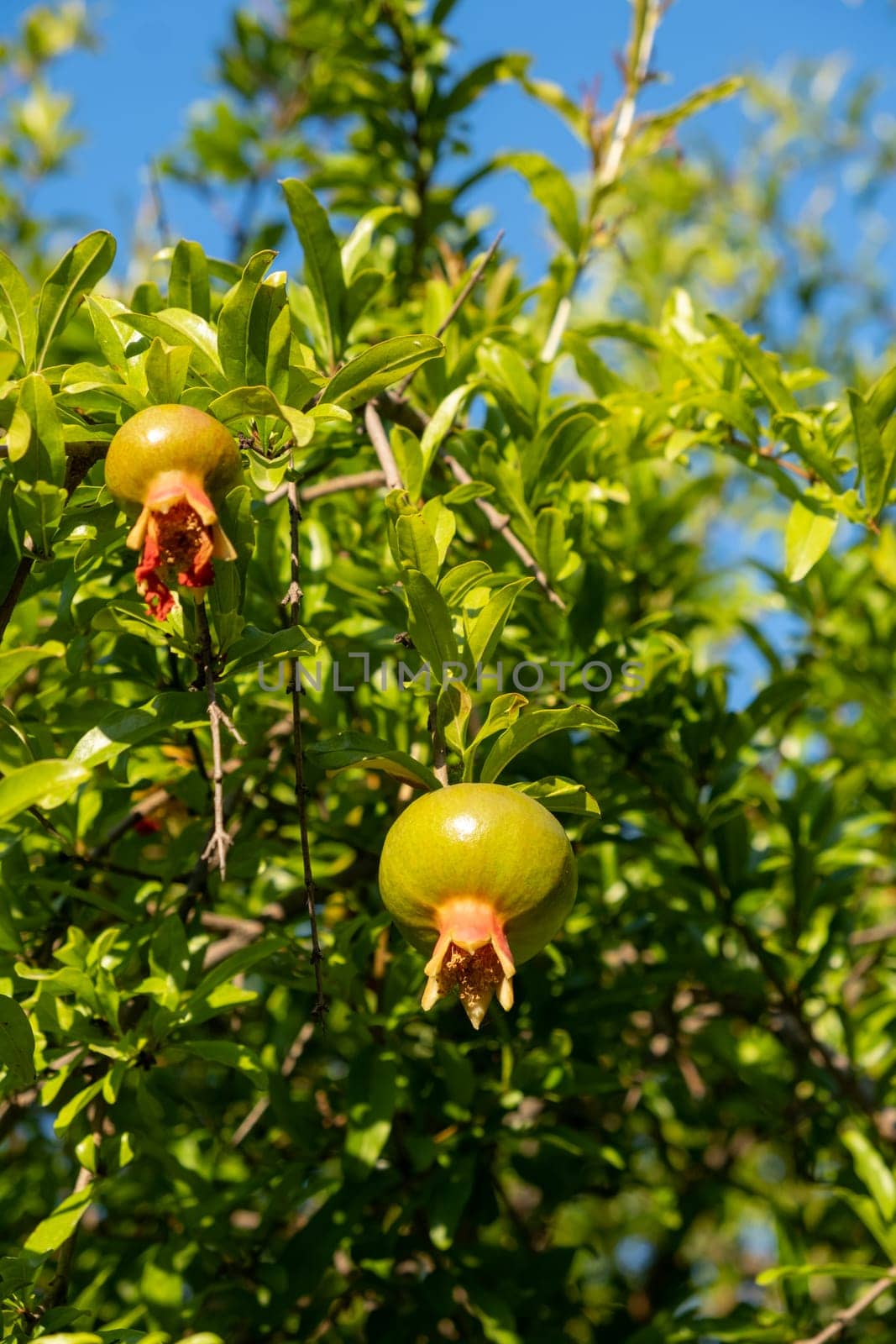 Pomegranate tree in a garden. Small green pomegranate on a tree. by AnatoliiFoto