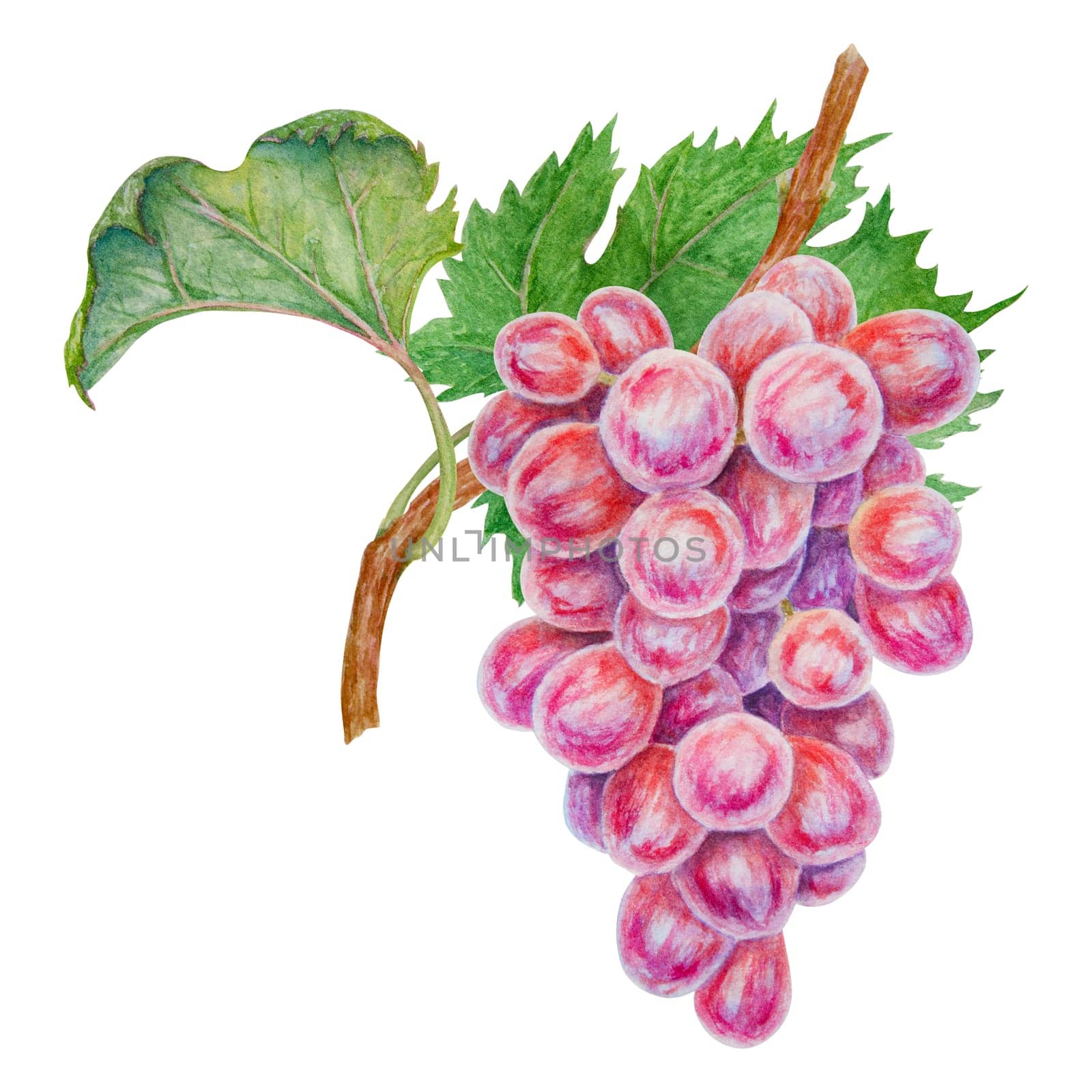 A bunch of dark grapes. Watercolor hand drawn botanical illustration. Ingredient in wine, vinegar, juice, cosmetics. Clip art for menus of restaurants, cafes, packaging of farm goods, vegan products.