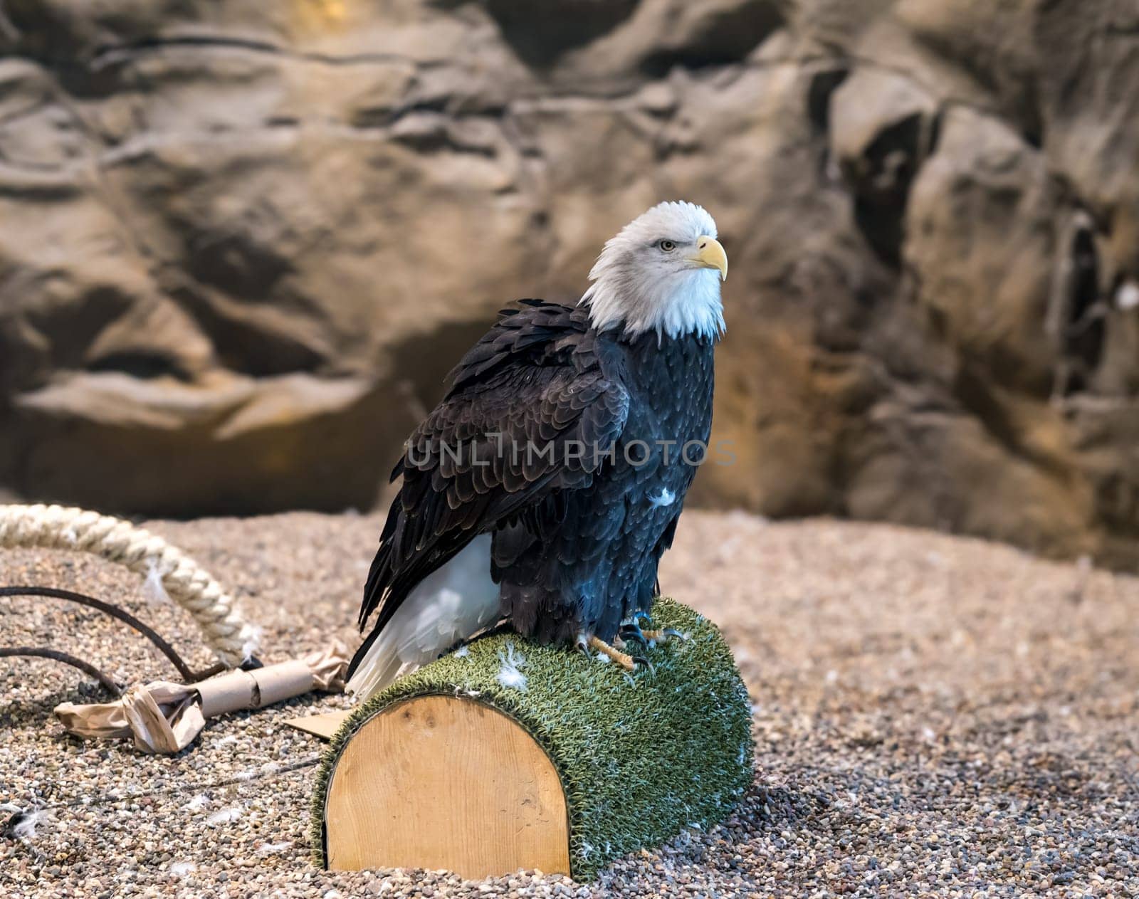 Rescued Bald Eagle on log posing for portrait by steheap