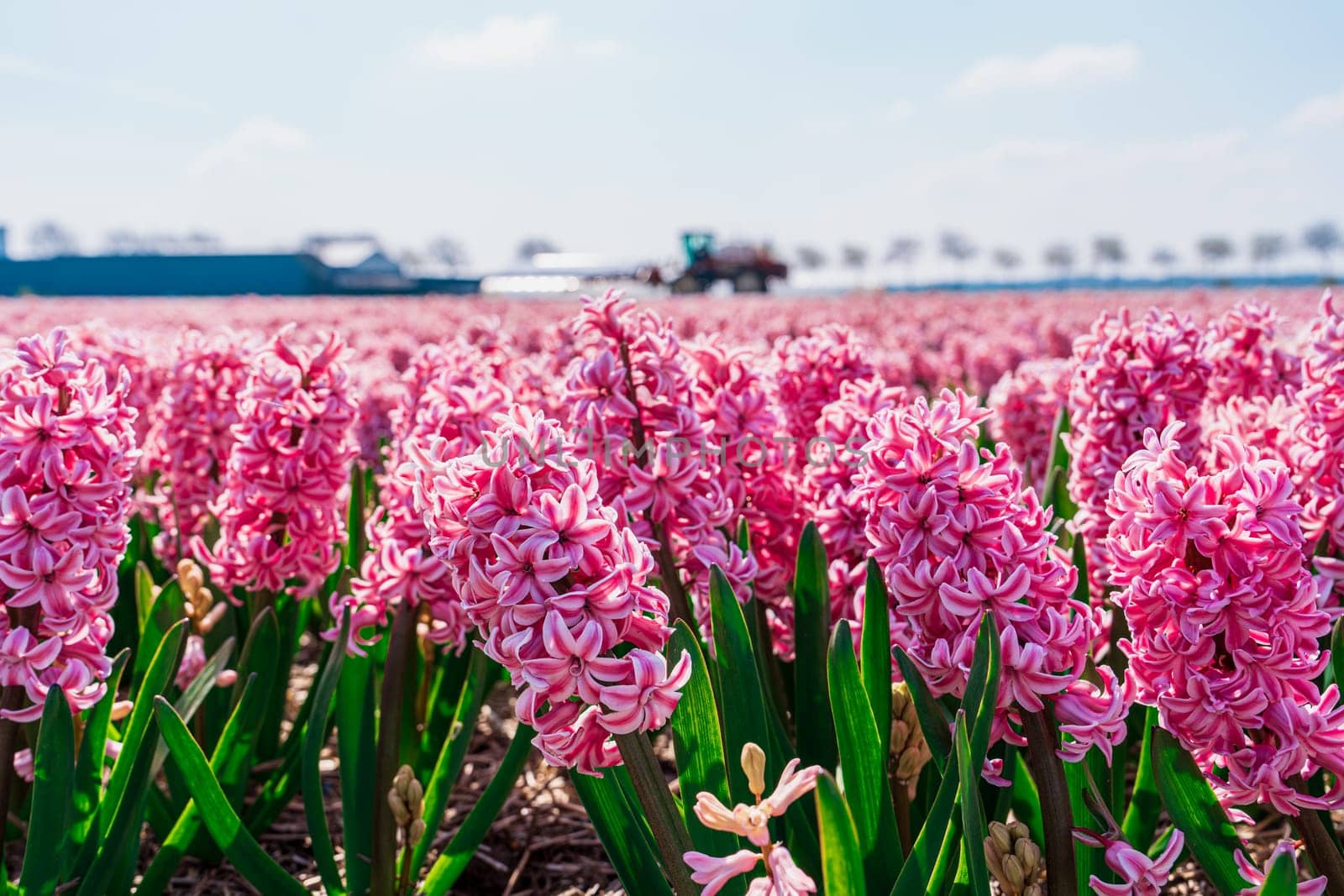 Huge Pink Aromatic Field of Blooming Hyacinths in Bright Day. Captivating Sights of Fragrance and Beauty