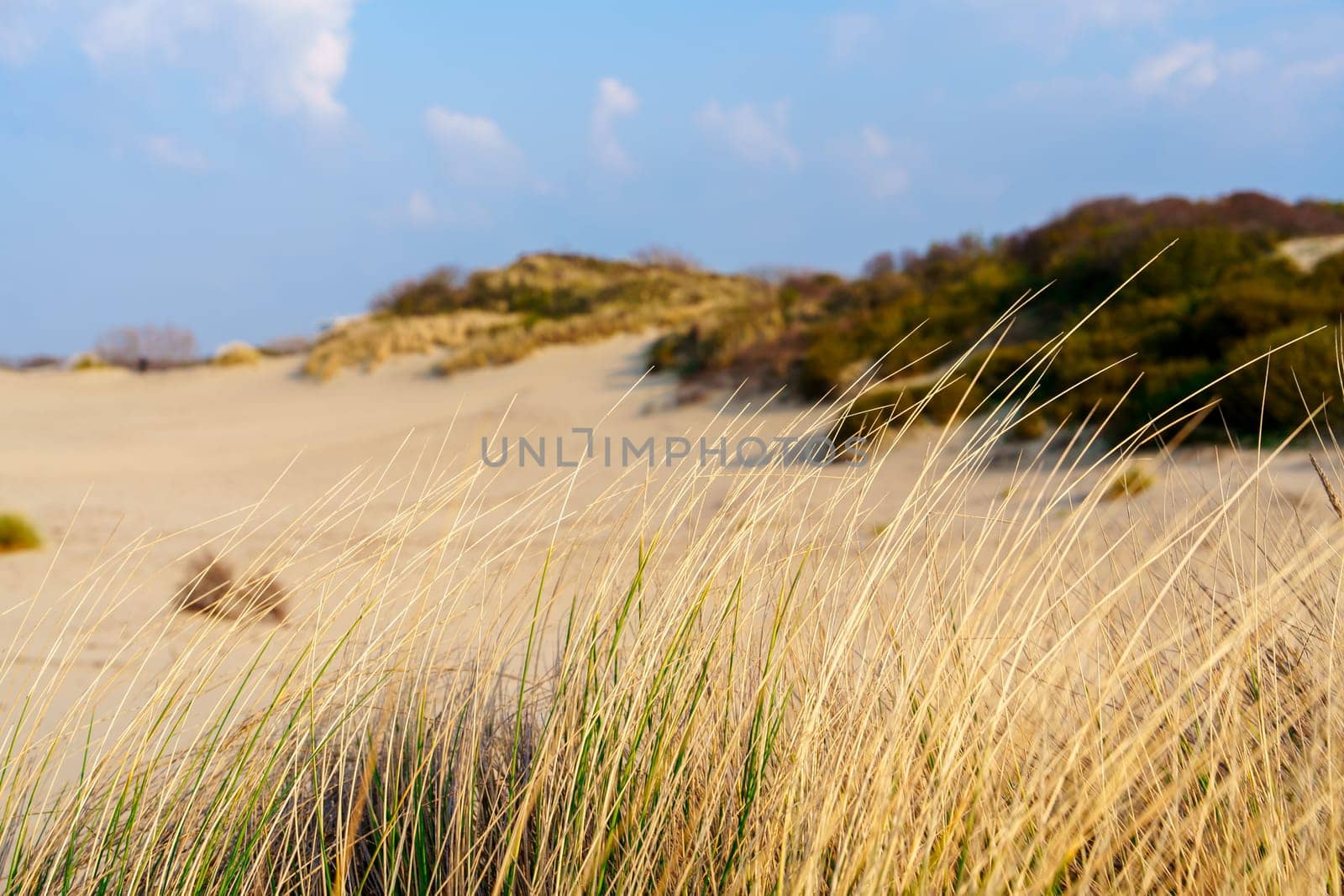 Sunny Day on Sandy Dunes in The Hague, Netherlands: Amazing Sand Dunes of Europe by PhotoTime