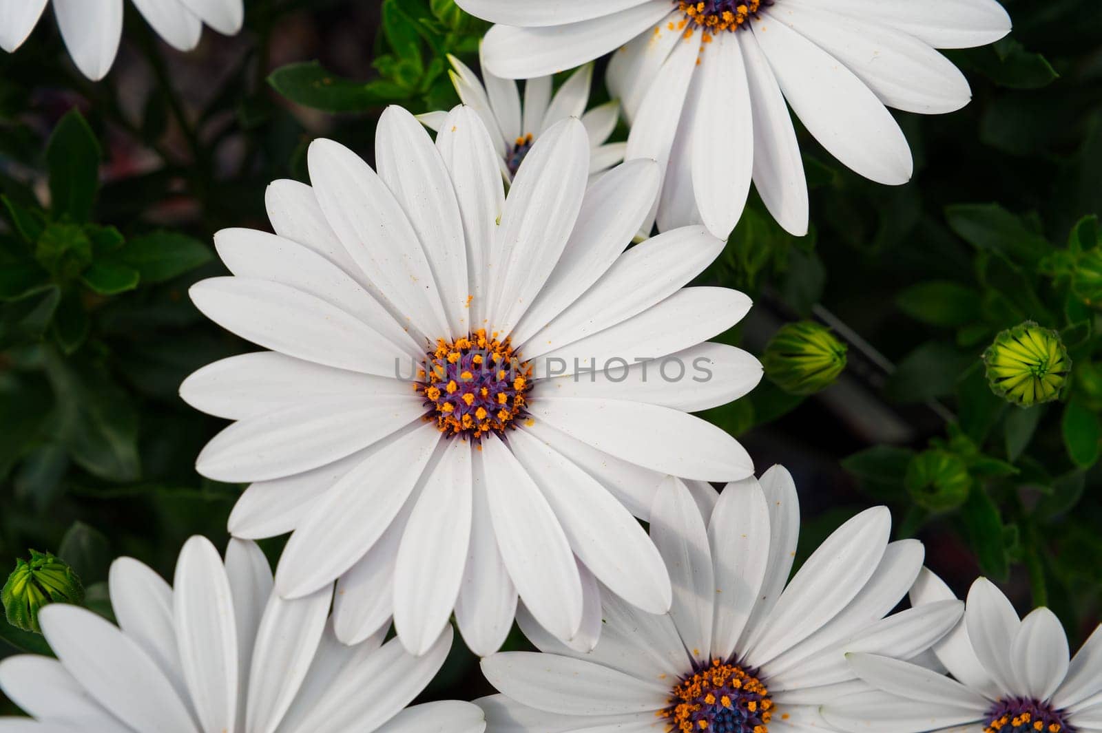 Cape marguerites white blossom flowers in spring. African daisies by PhotoTime