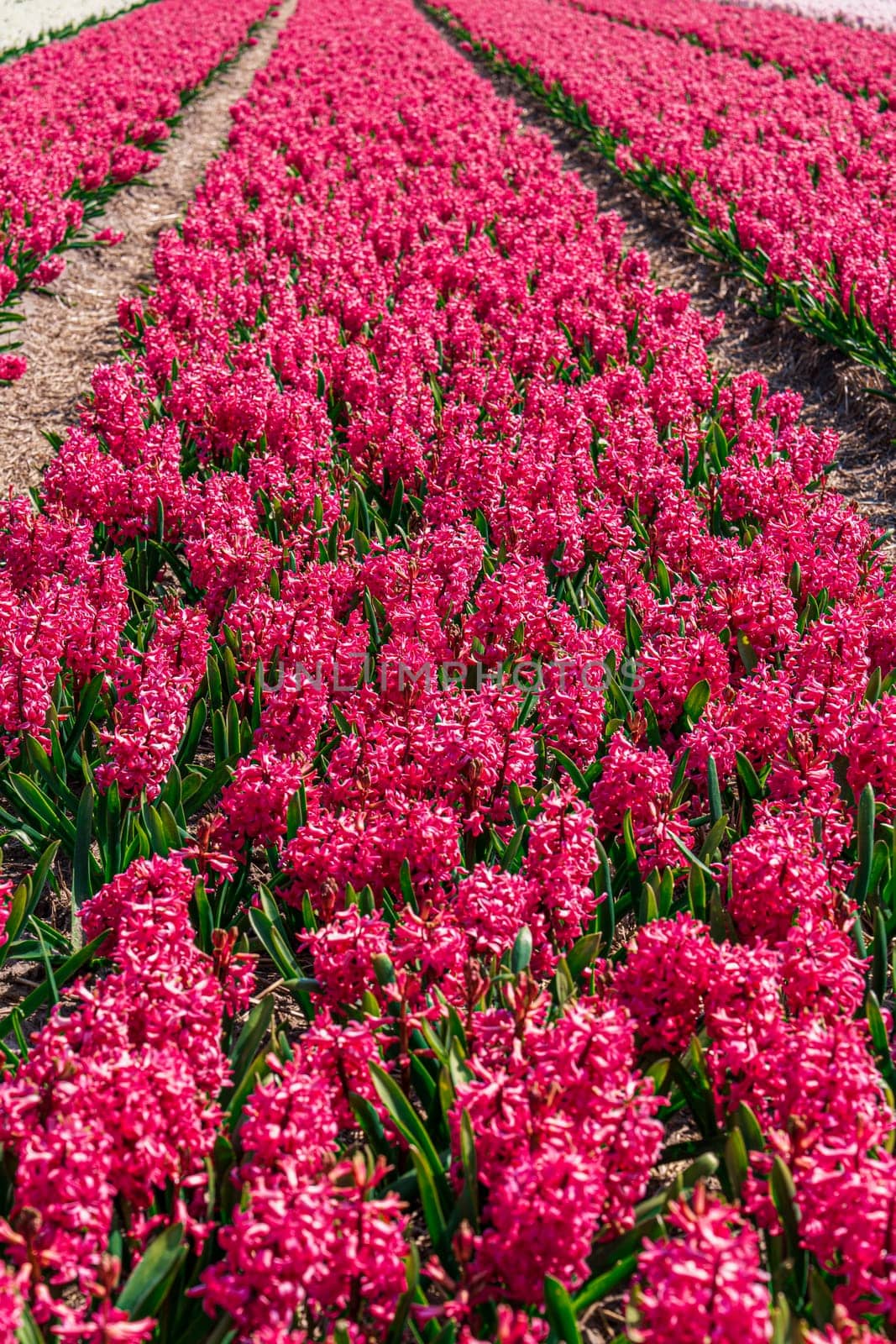 Huge Pink Aromatic Field of Blooming Hyacinths in Bright Day. Captivating Sights of Fragrance and Beauty
