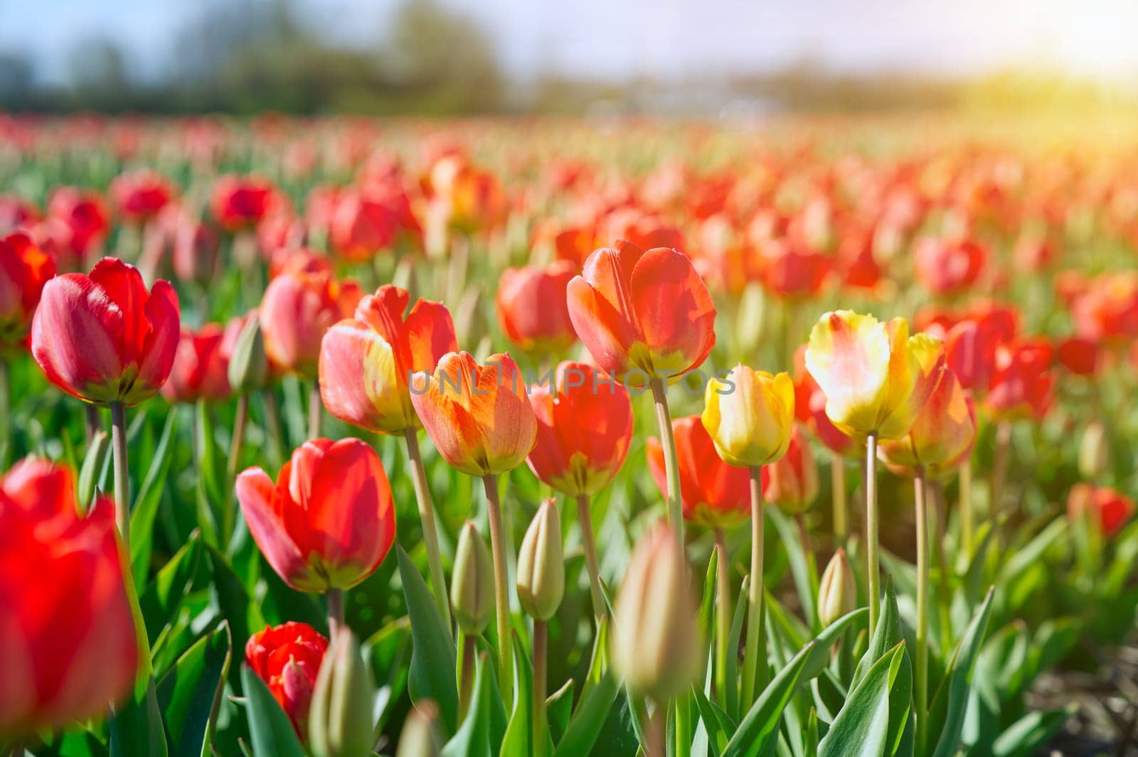 Amazing blooming colorful Tulip. Beautiful red tulip flowers growing in field. Dutch landscape in the Netherlands