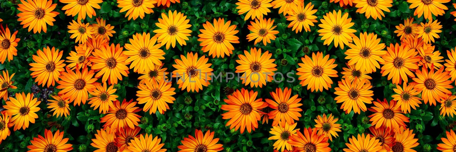 Cape marguerites orange blossom flowers in spring. African daisies by PhotoTime