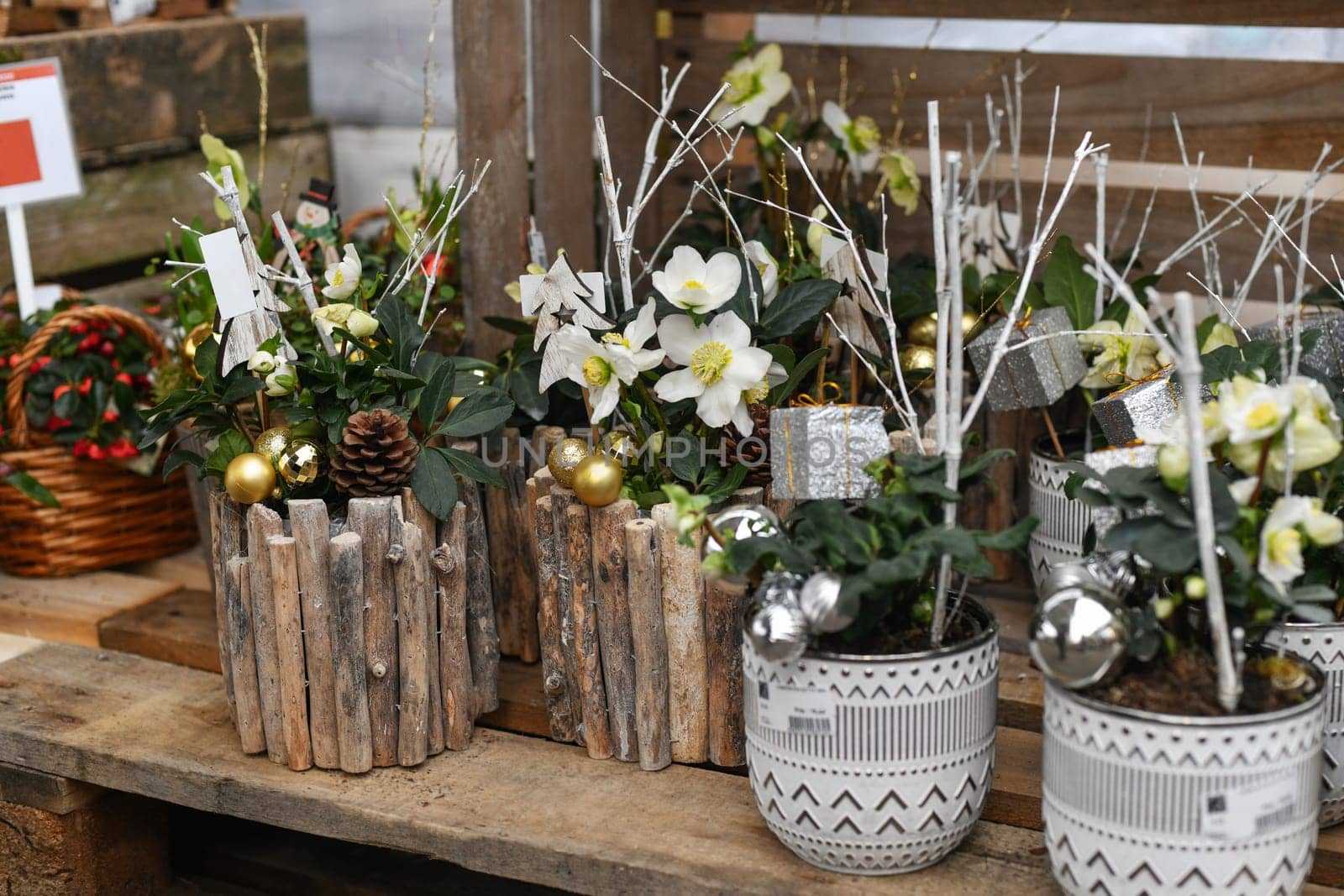 Christmas composition with flowers in a pot Winter