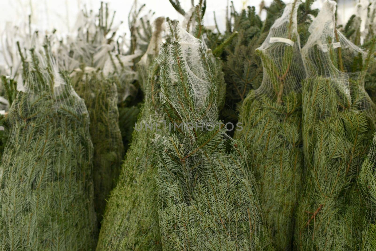 Christmas trees wrapped in plastic nets