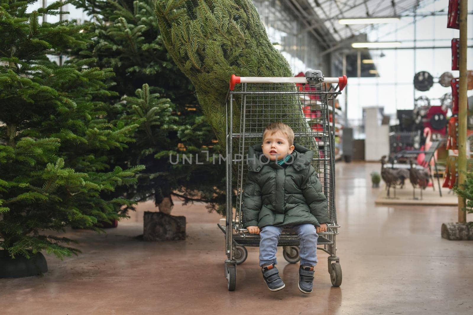 Small boy on a wheelbarrow chooses a Christmas tree in the shop.
