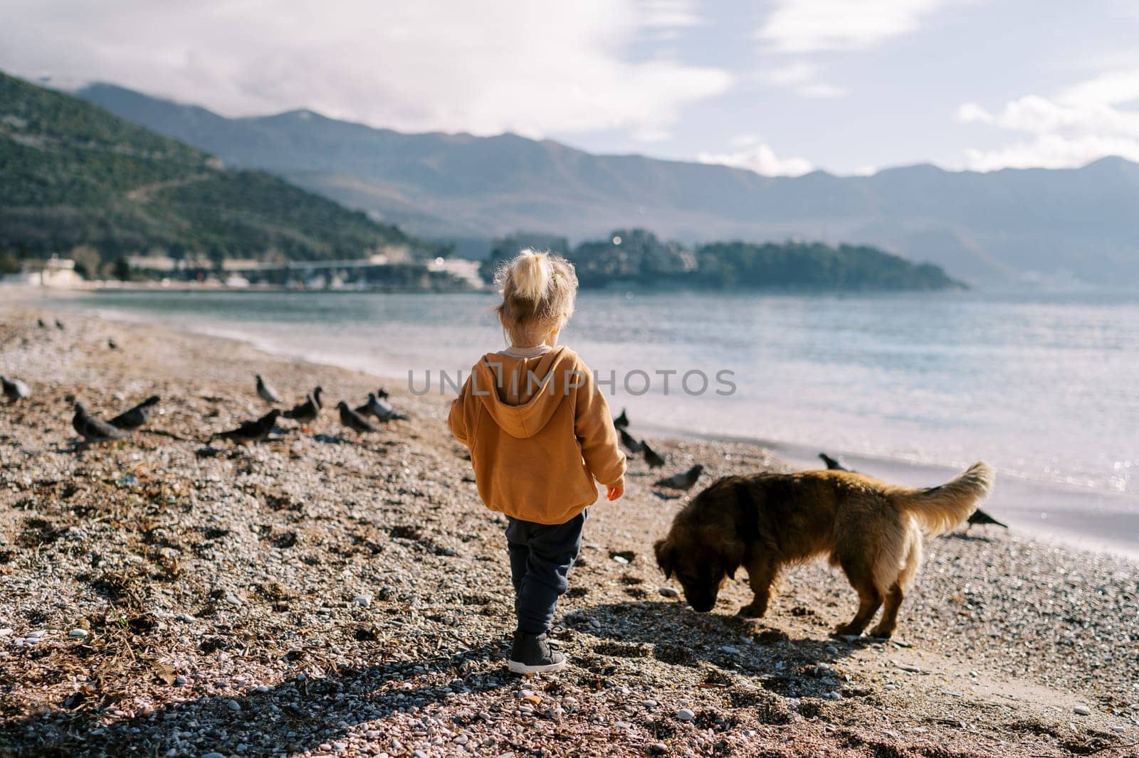 Little girl stands with a dog on a pebble beach and looks at the pigeons. Back view by Nadtochiy