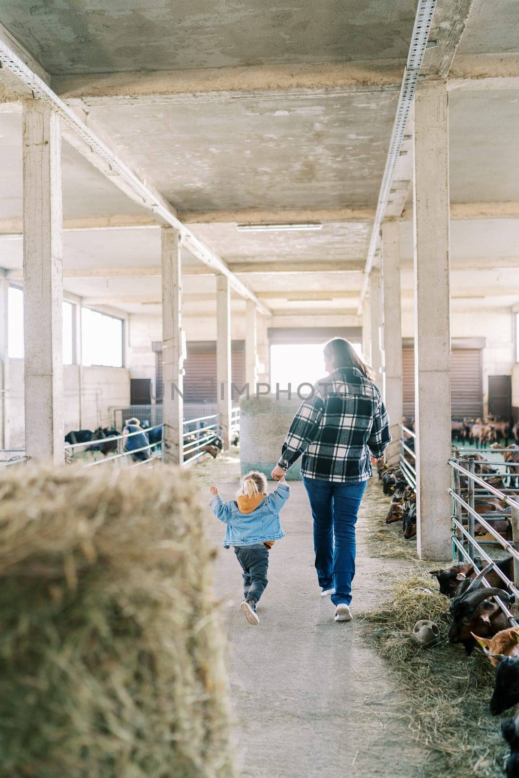 Mother and a little girl walk through the farm, past the goat pens, holding hands. Back view. High quality photo