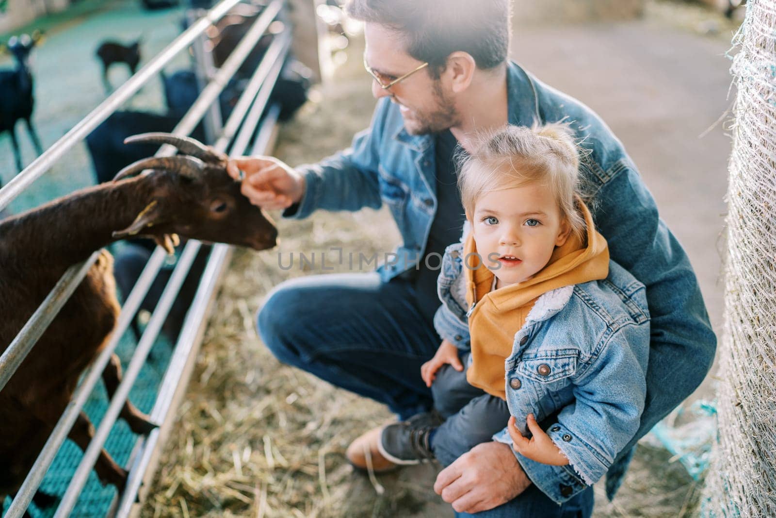 Little girl sits on the knee of her squatting dad stroking a goat in a paddock and looks up by Nadtochiy