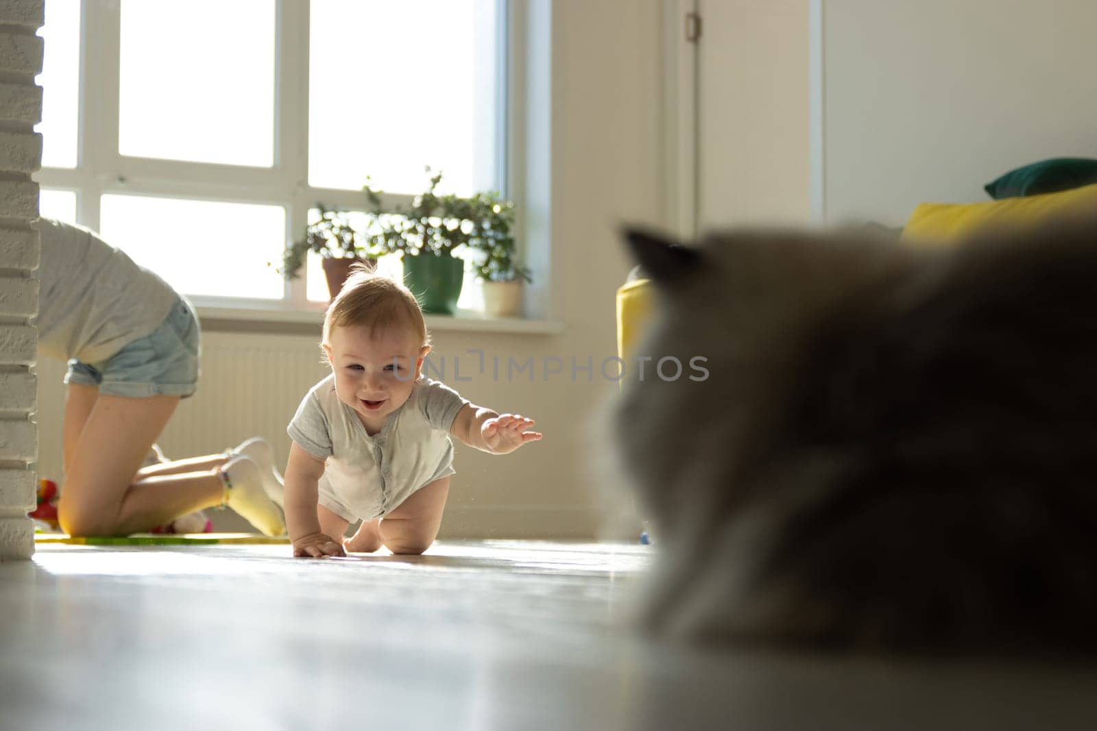A Curious Baby Crawling Towards a Curious Cat, A Heartwarming Moment at Home by Studia72