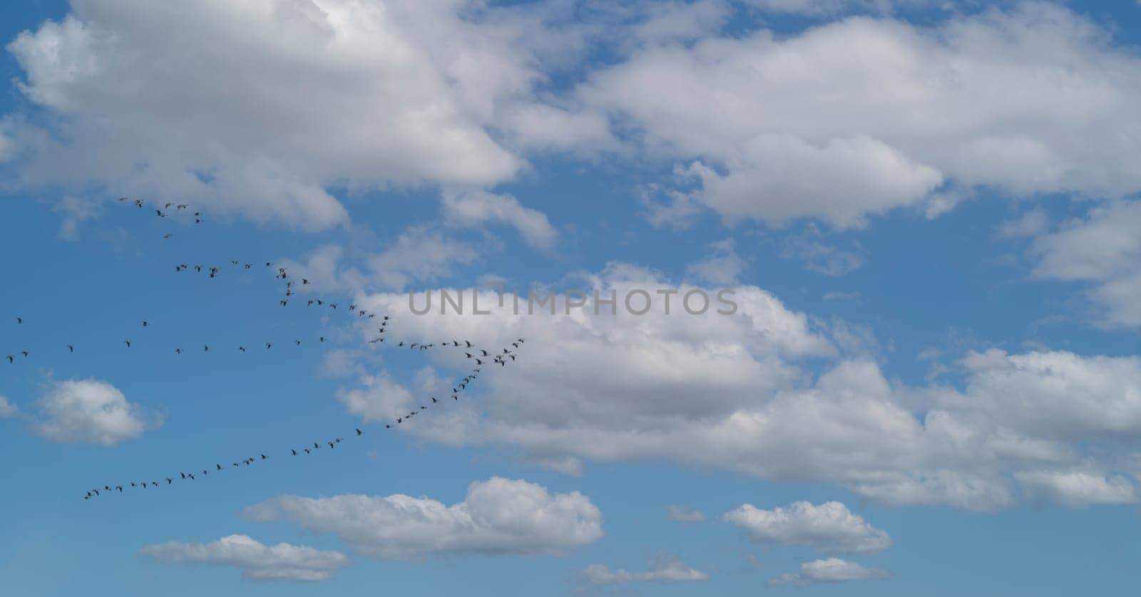 A flock of flying gooses fly over cloudy sky at spring - birds returns at home by Studia72