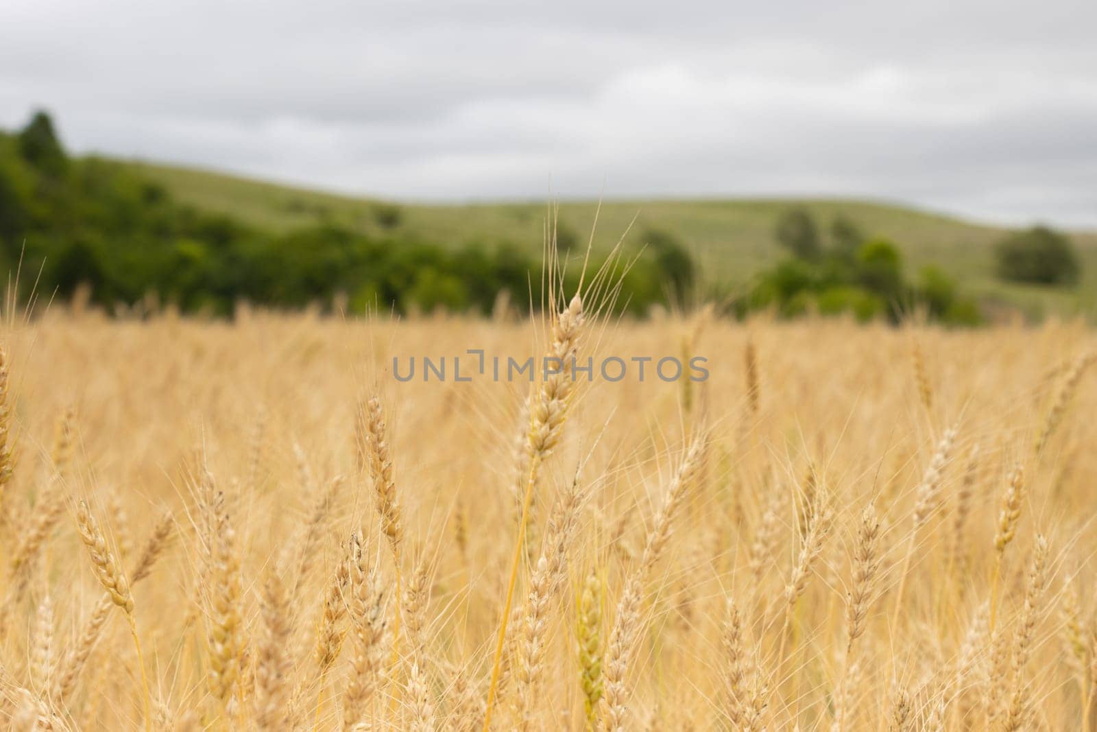 A field of wheat with trees in the background