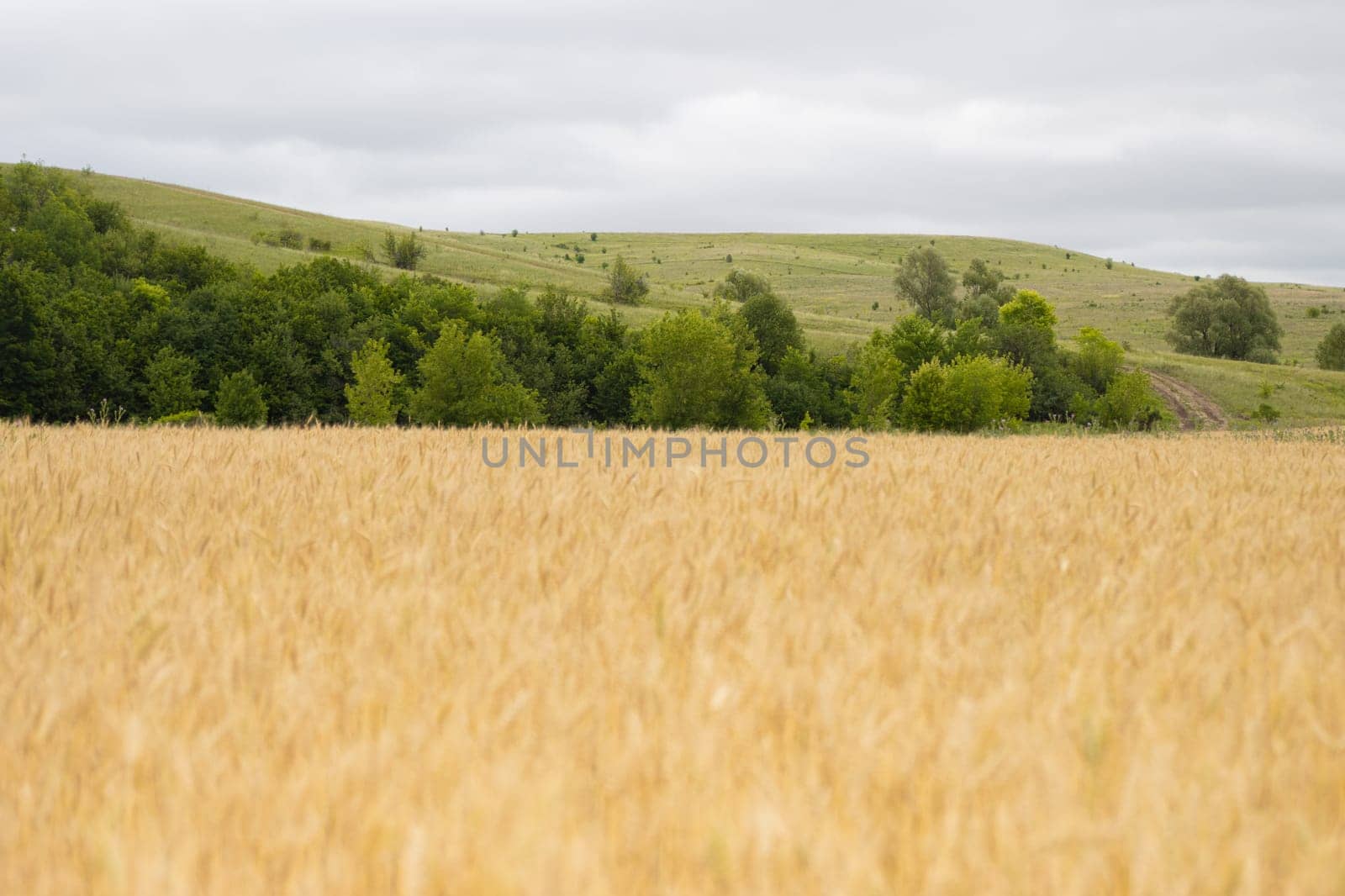 A Serene Landscape of Wheat Fields and Majestic Trees by Studia72