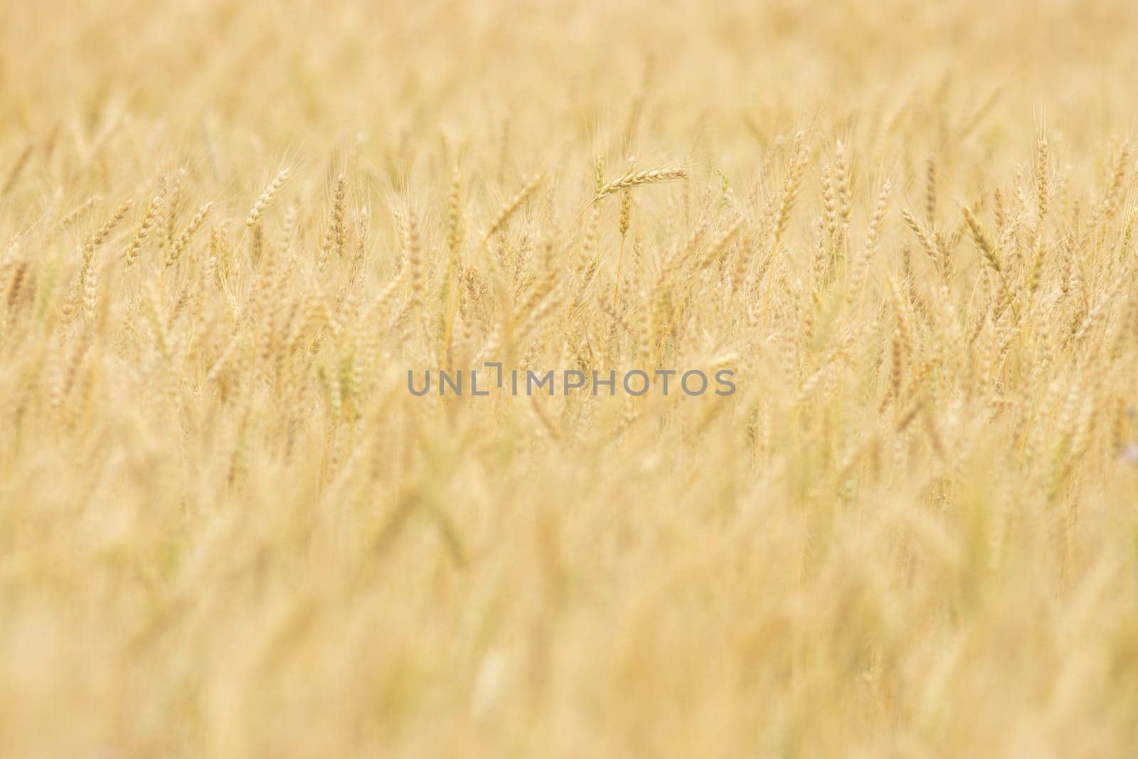 A field of tall grass with a blurry background