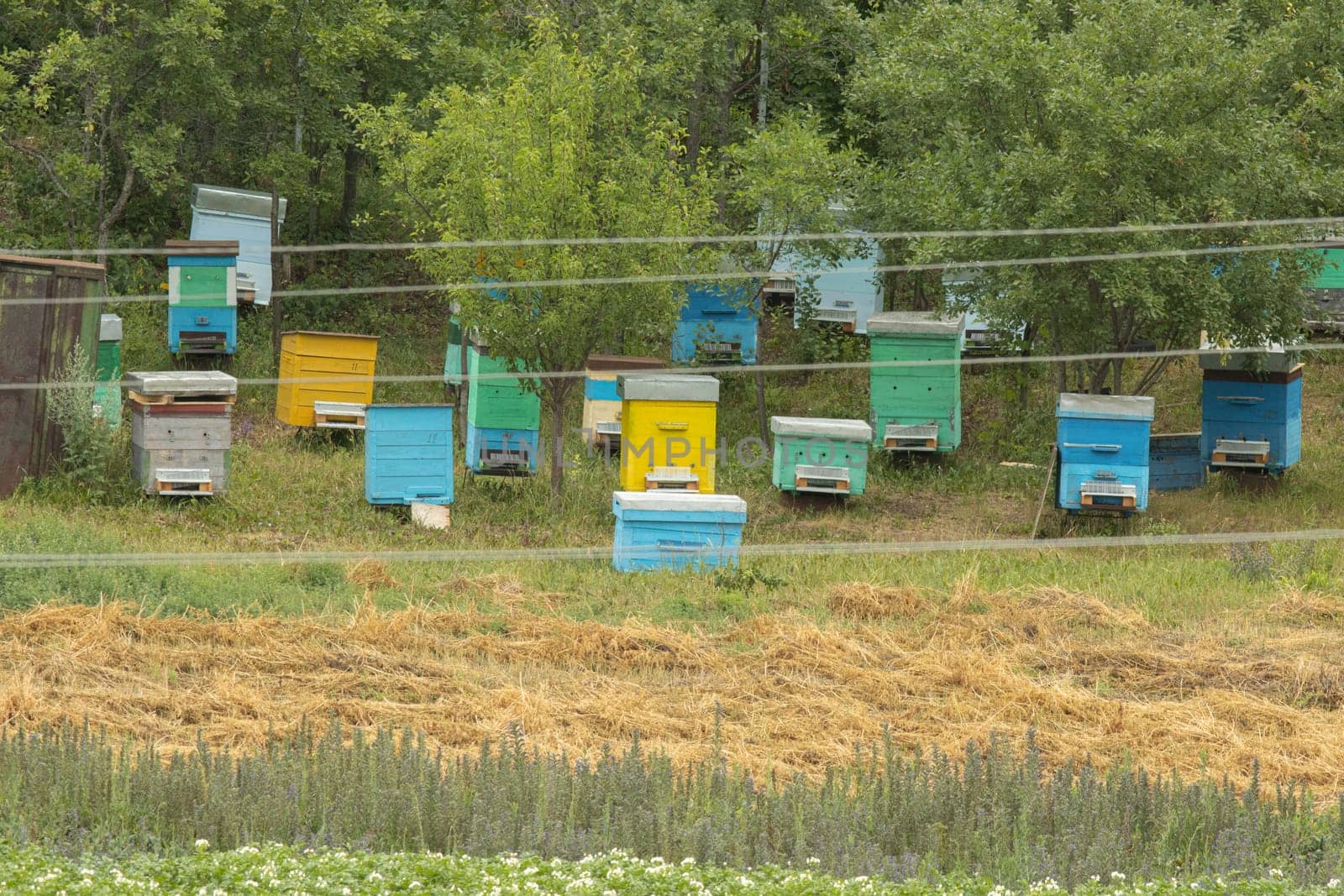 A bunch of beehives that are in the grass