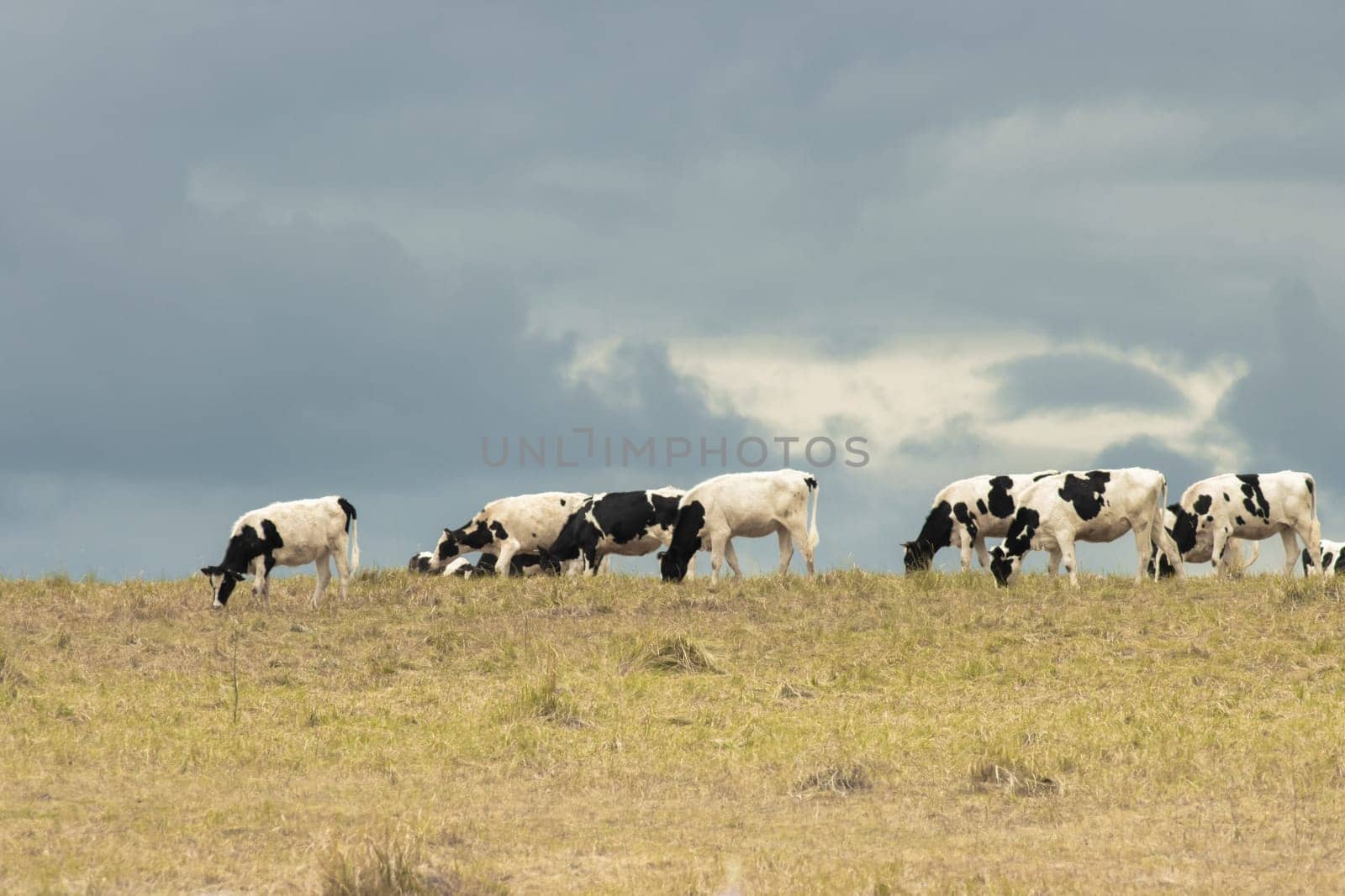 A herd of cattle grazing on a dry grass field