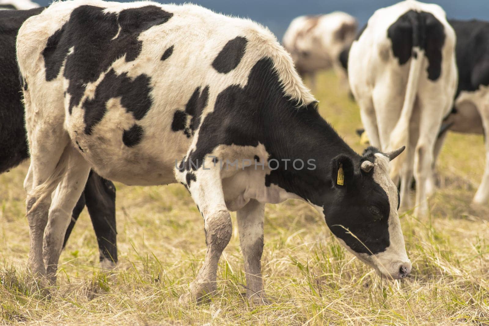 A herd of cows grazing on a dry grass field