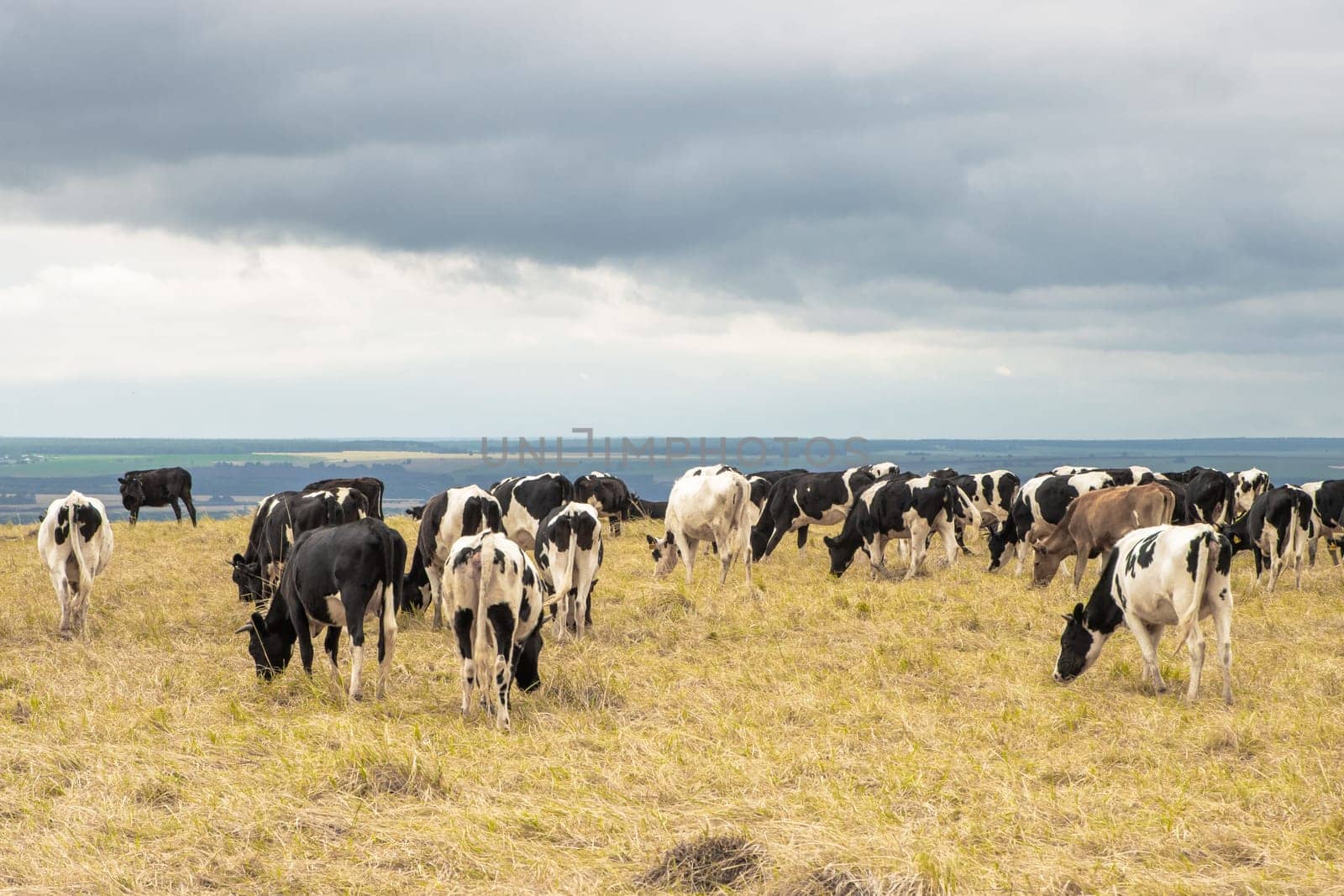 A Serene Scene of Grazing Cattle on a Golden Grass Field by Studia72