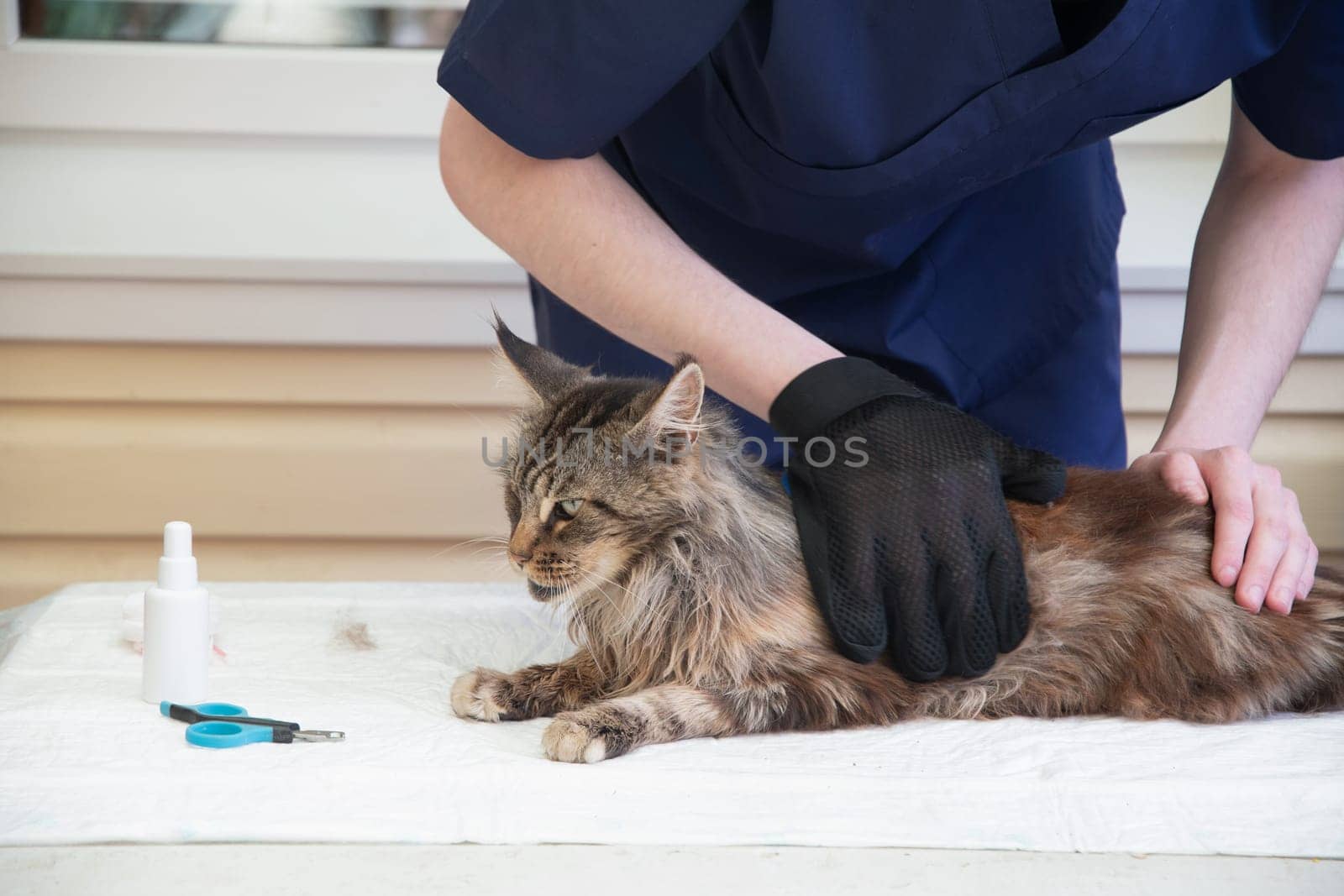 The veterinarian combs the Maine Coon cat with gloves, provides grooming and regular care for purebred pets, provides first aid, and removes parasites, fleas and ticks. High quality photo