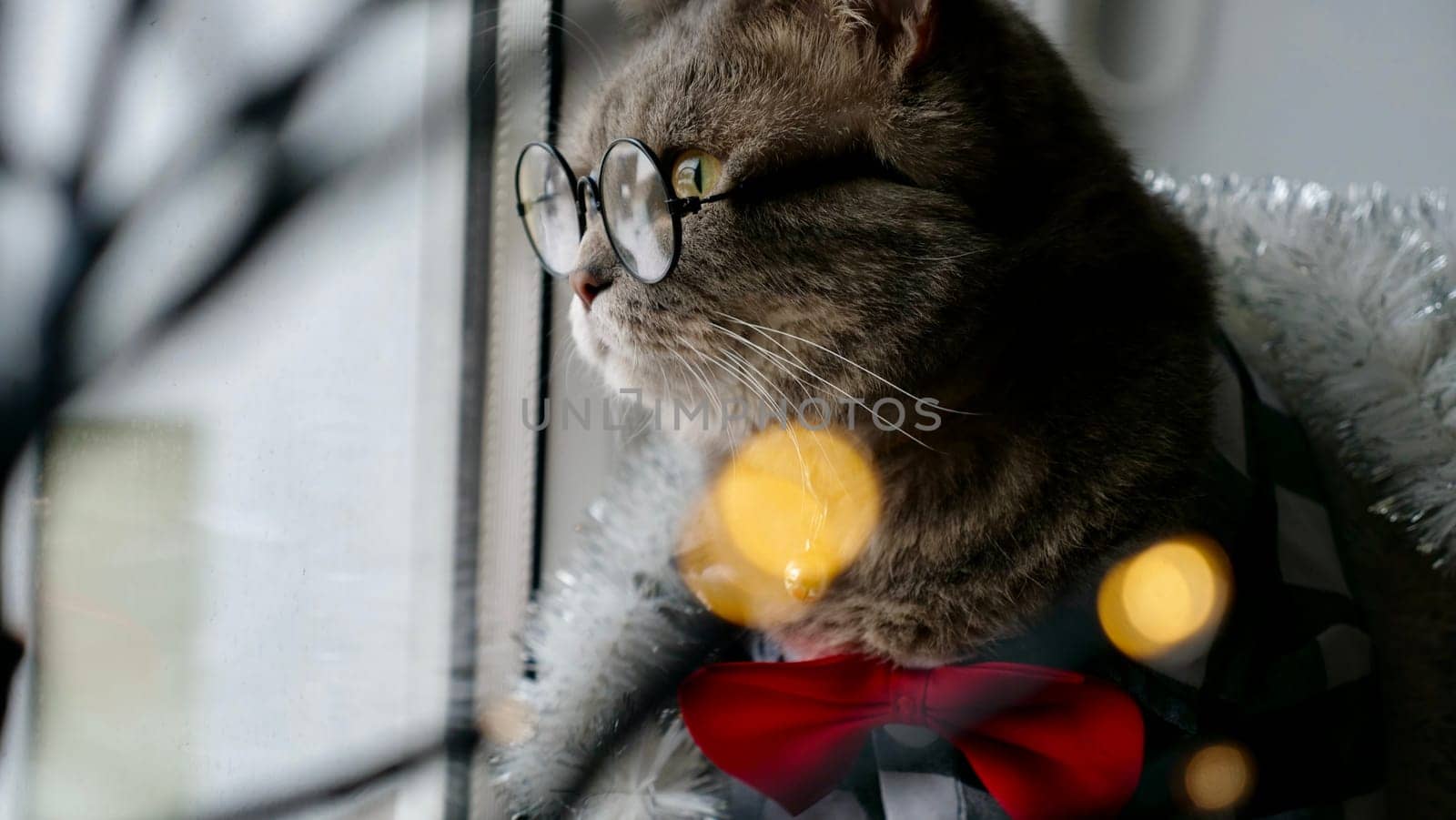 Scottish straight eared cat with glasses and red tie bow on New Year's holiday, celebrating Christmas. Pet sitting on the windowsill at home