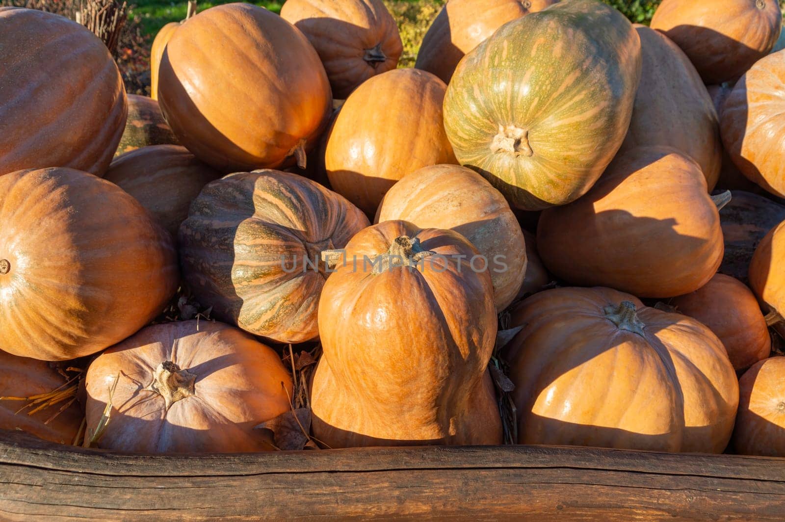 pumpkins close up a lot as a background by roman112007