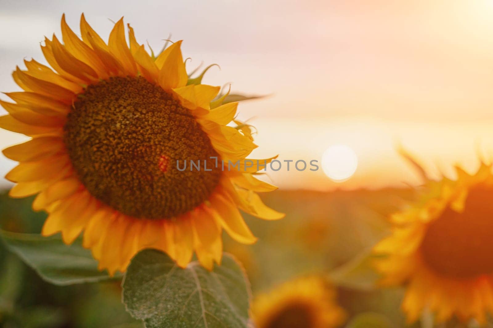 Close-up of a sunflower growing in a field of sunflowers during a nice sunny summer day with some clouds. Helianthus