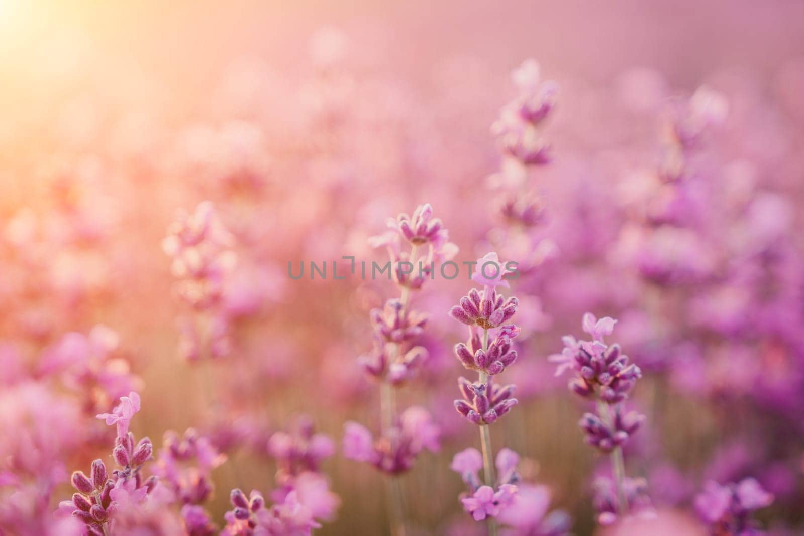 Lavender flower field closeup, fresh purple aromatic flowers for natural background. Violet lavender field in Provence, France.