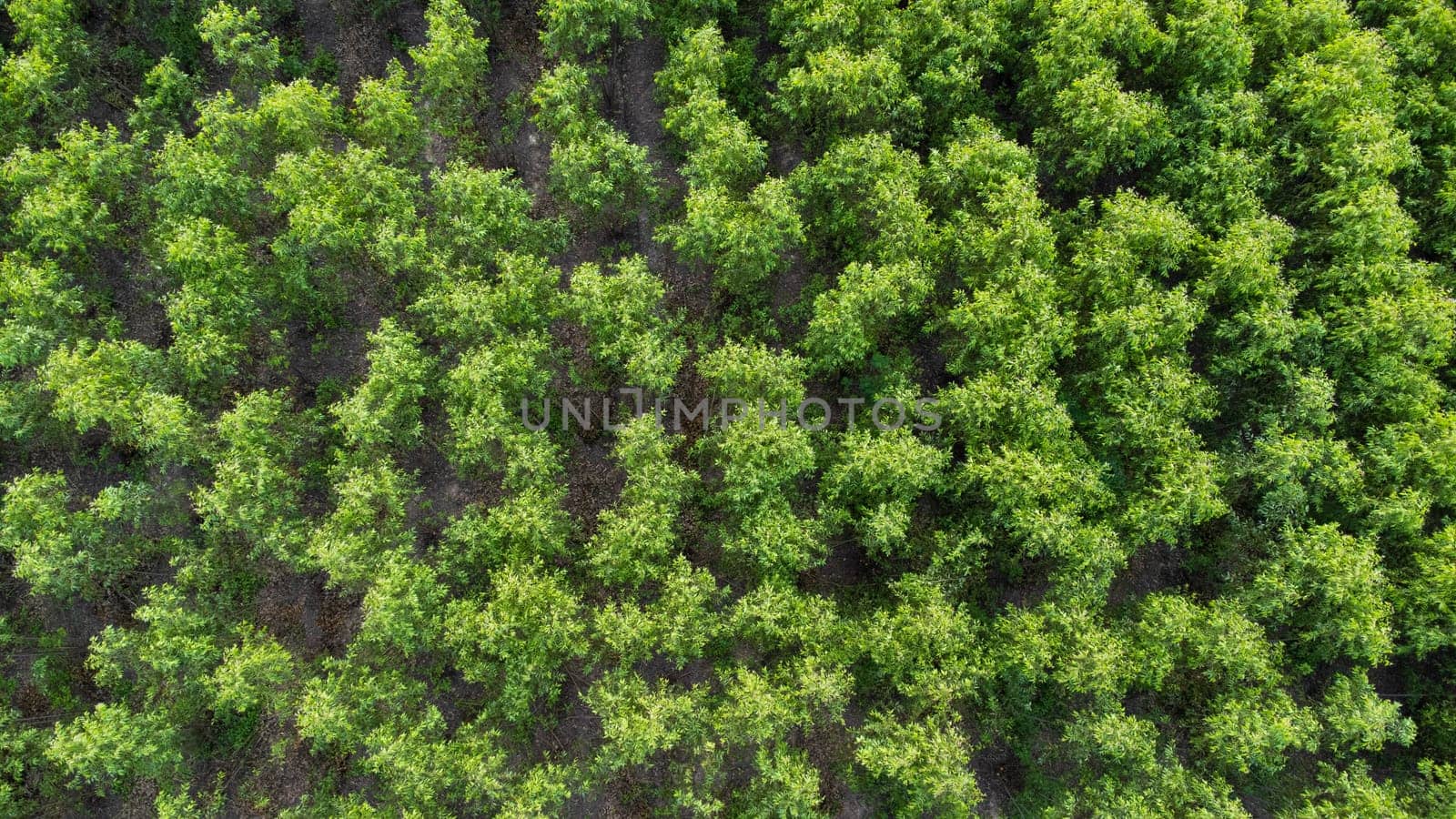 Aerial view of eucalyptus plantation in Thailand. Top view of cultivation areas or agricultural land in outdoor nursery. Cultivation business. Natural landscape background. by TEERASAK